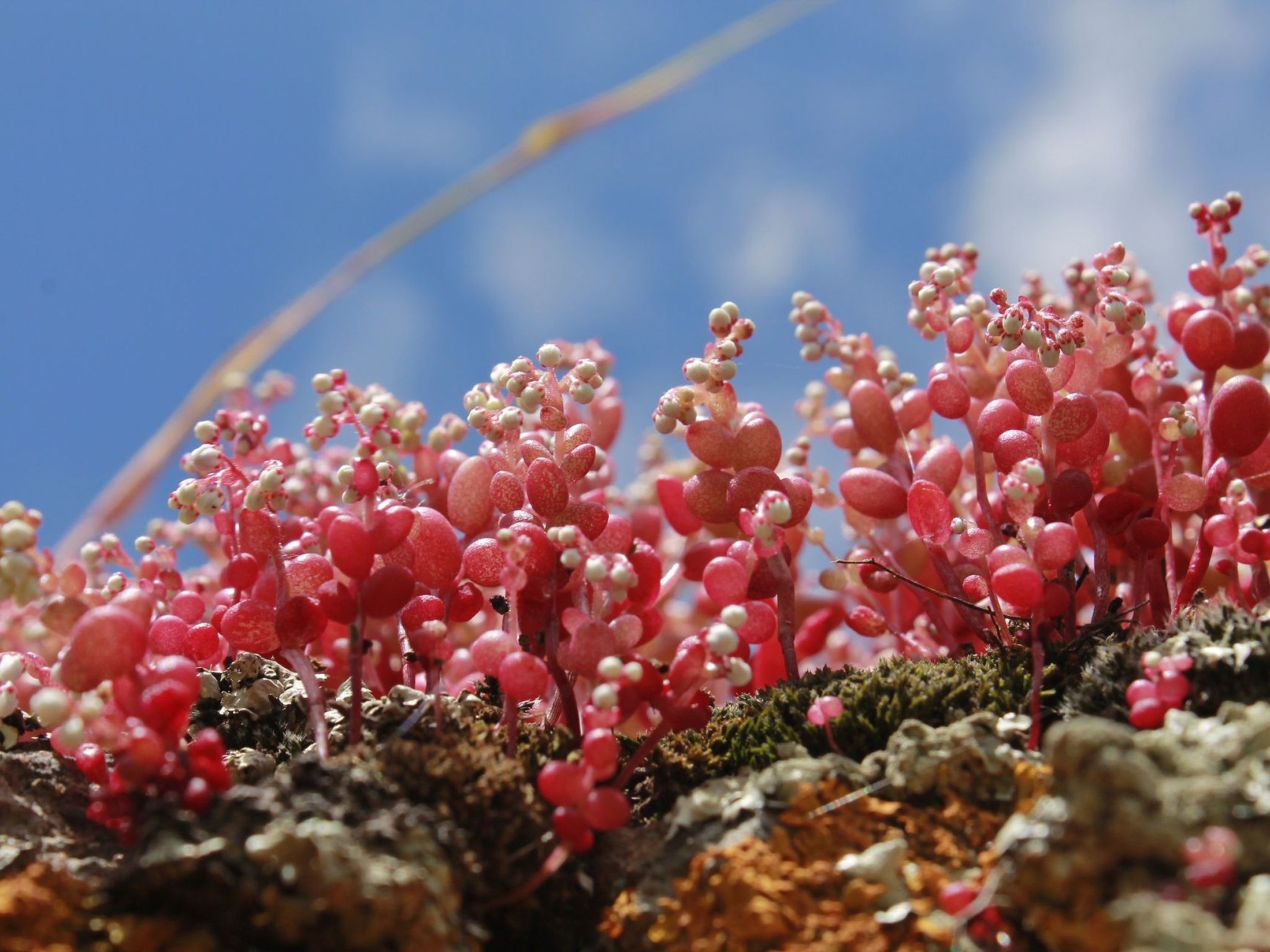 Stazzo mit Garten in Luogosanto-Binnen
