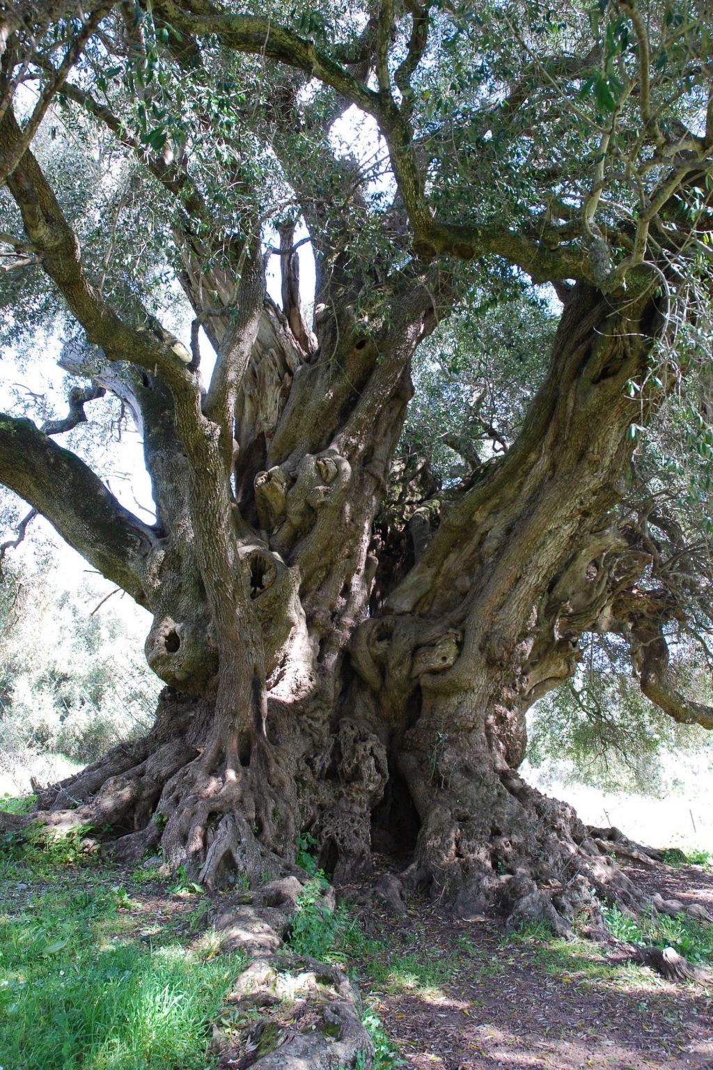 Stazzo mit Garten in Luogosanto-Binnen