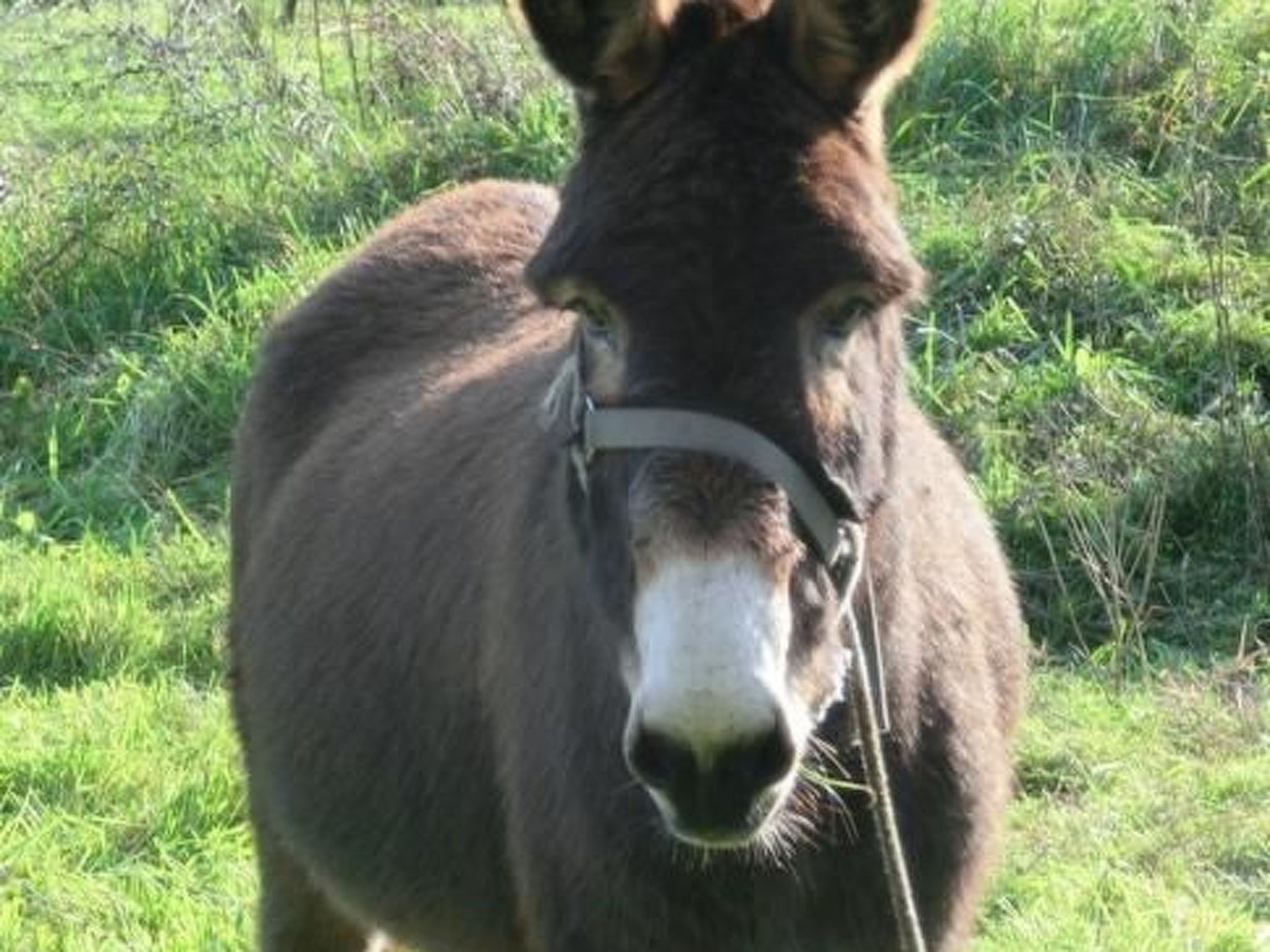 Anwesen "Oase der Ruhe in der Natur" mit Terrasse-Drinnen