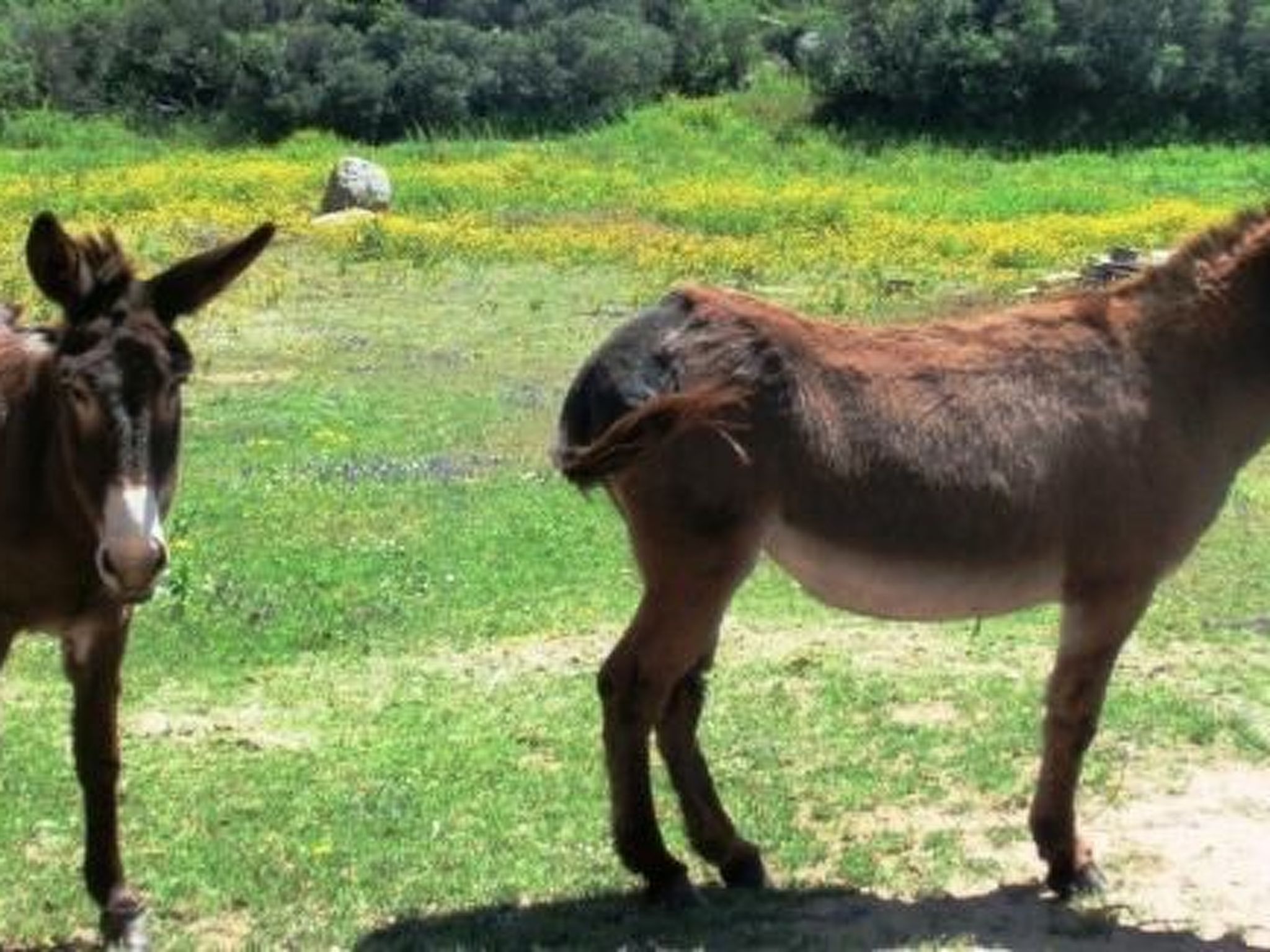 Anwesen "Oase der Ruhe in der Natur" mit Terrasse