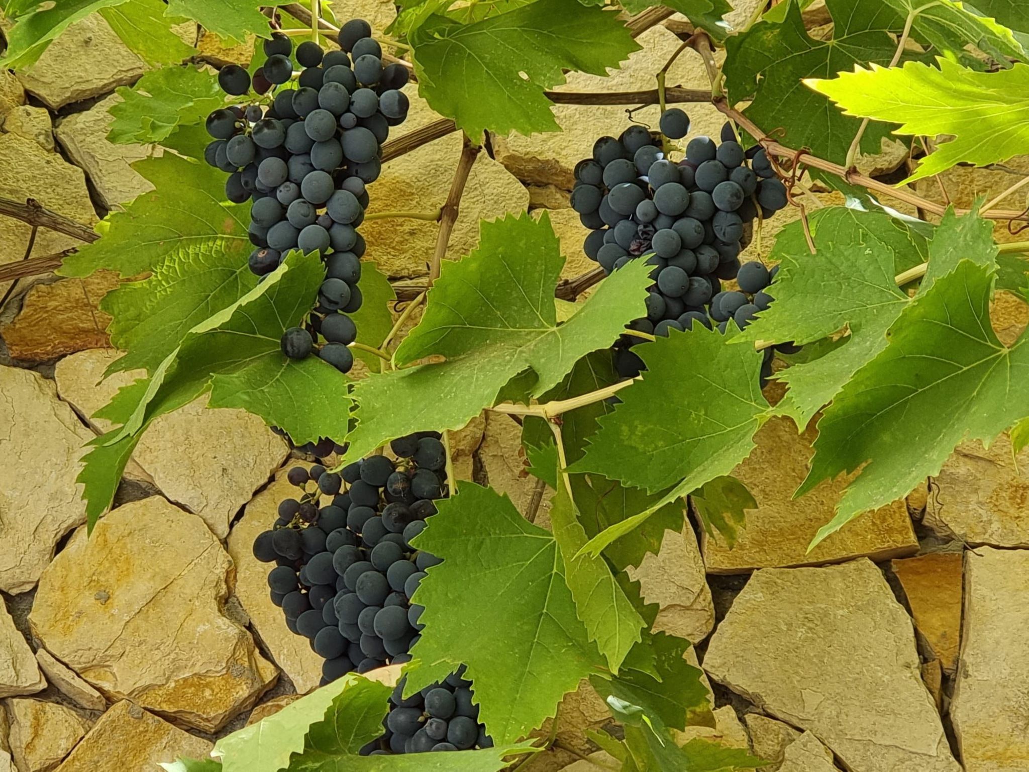Mit Kamin, Terrasse und Meerblick-Binnen