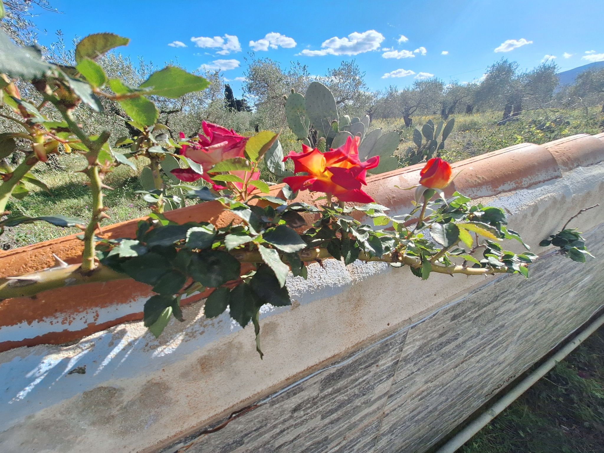 Mirto-Image-tags.info