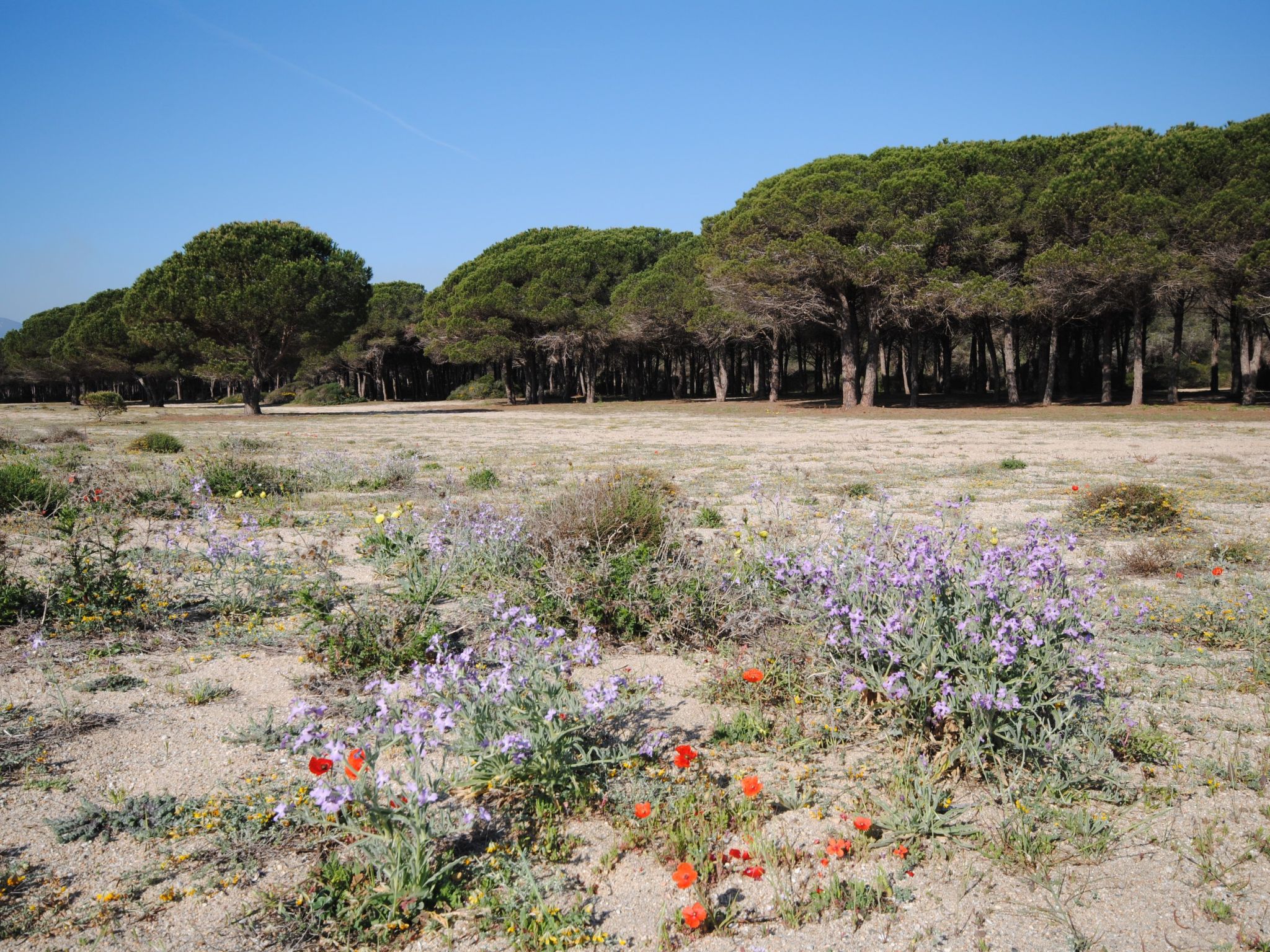 Panorama Suite-Image-tags.info