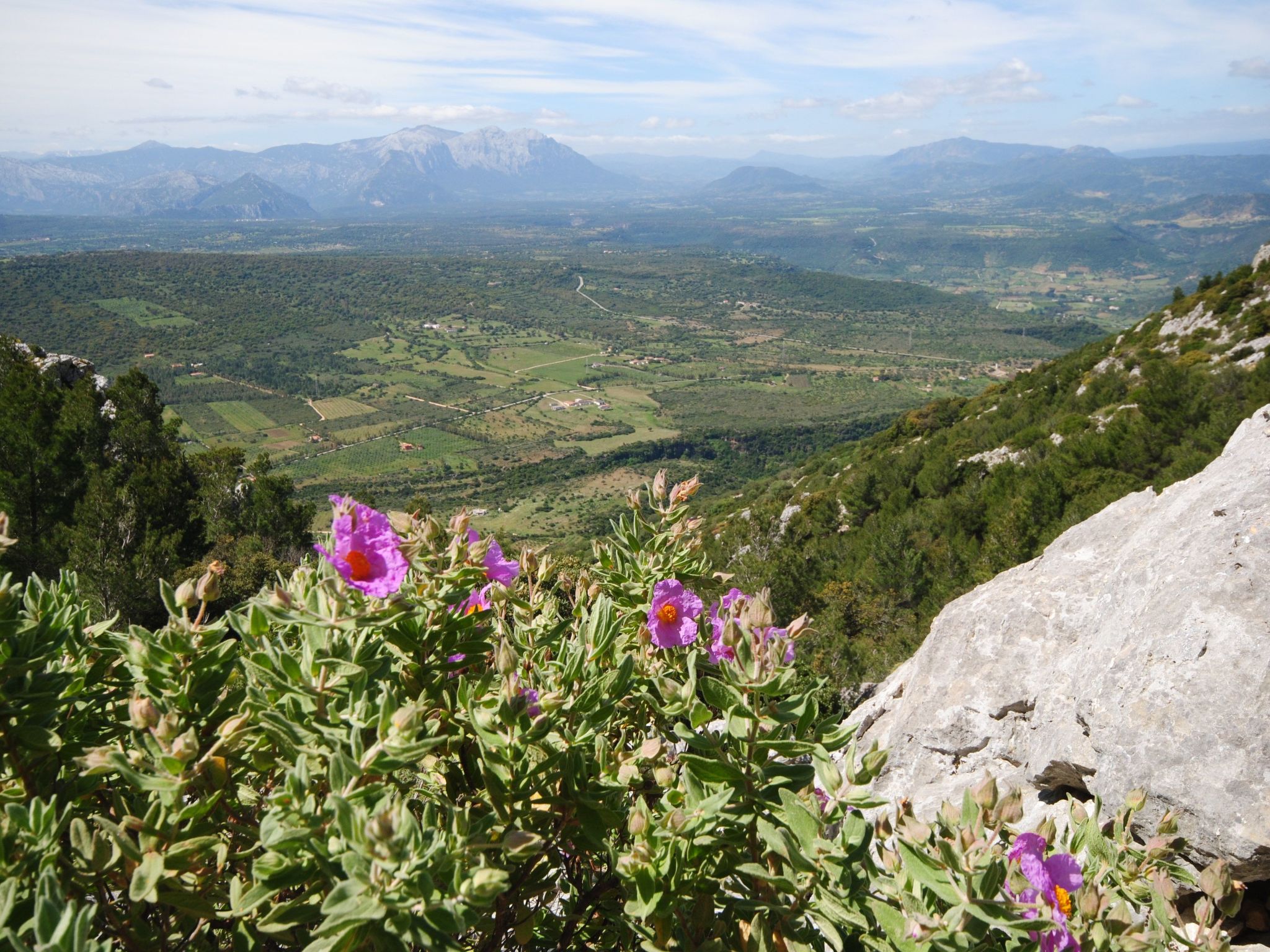 Menta-Image-tags.info