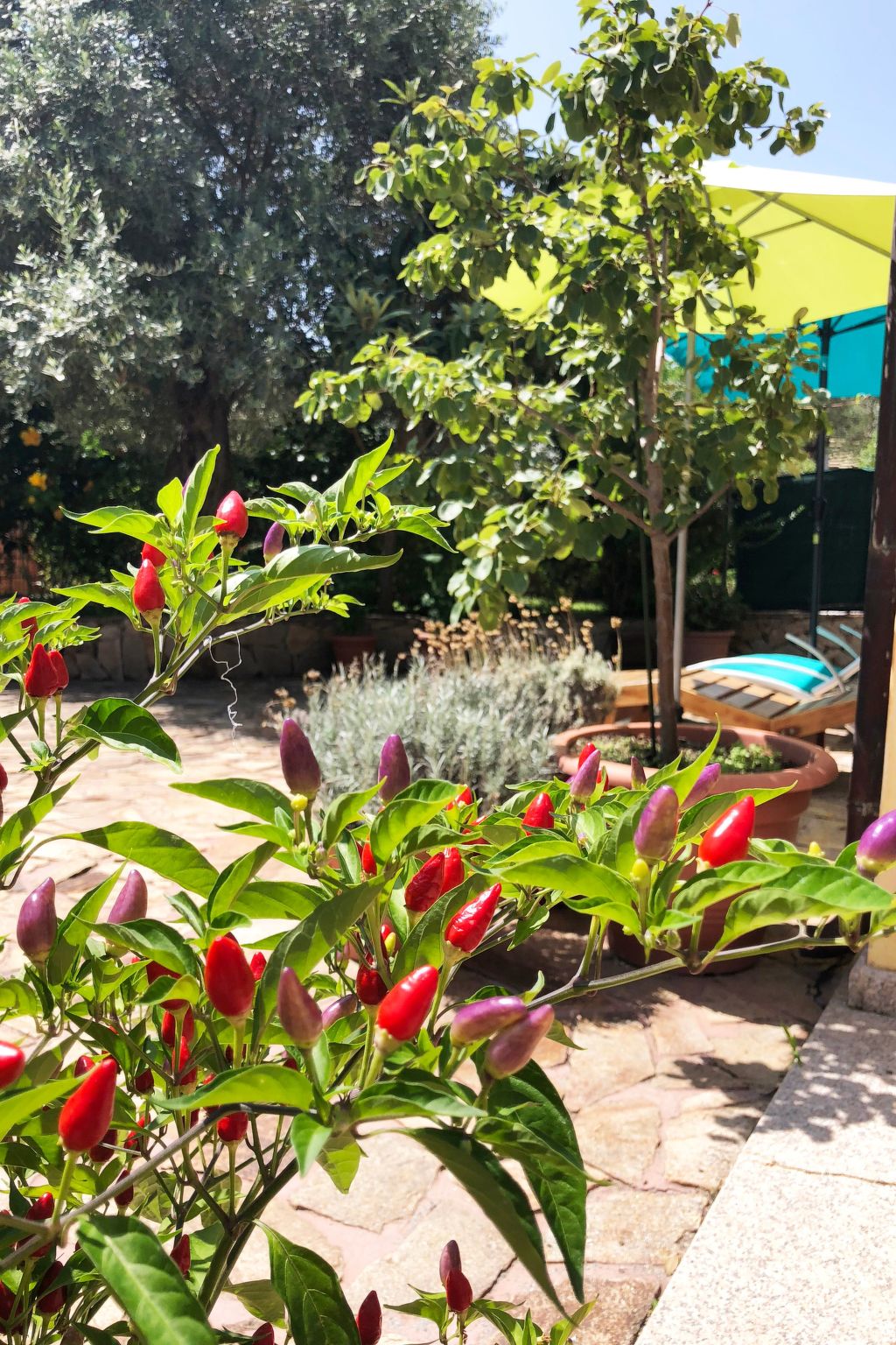 4Pax Sas Linnas Siccas Orosei-Image-tags.info