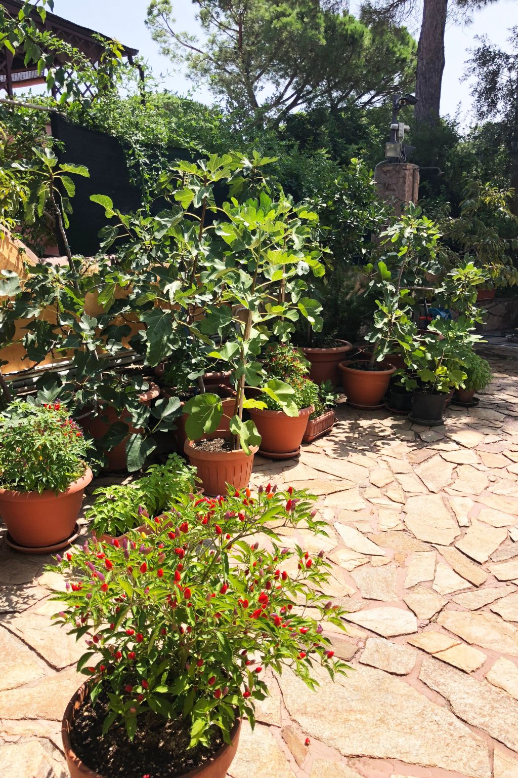 4Pax Sas Linnas Siccas Orosei-Image-tags.info