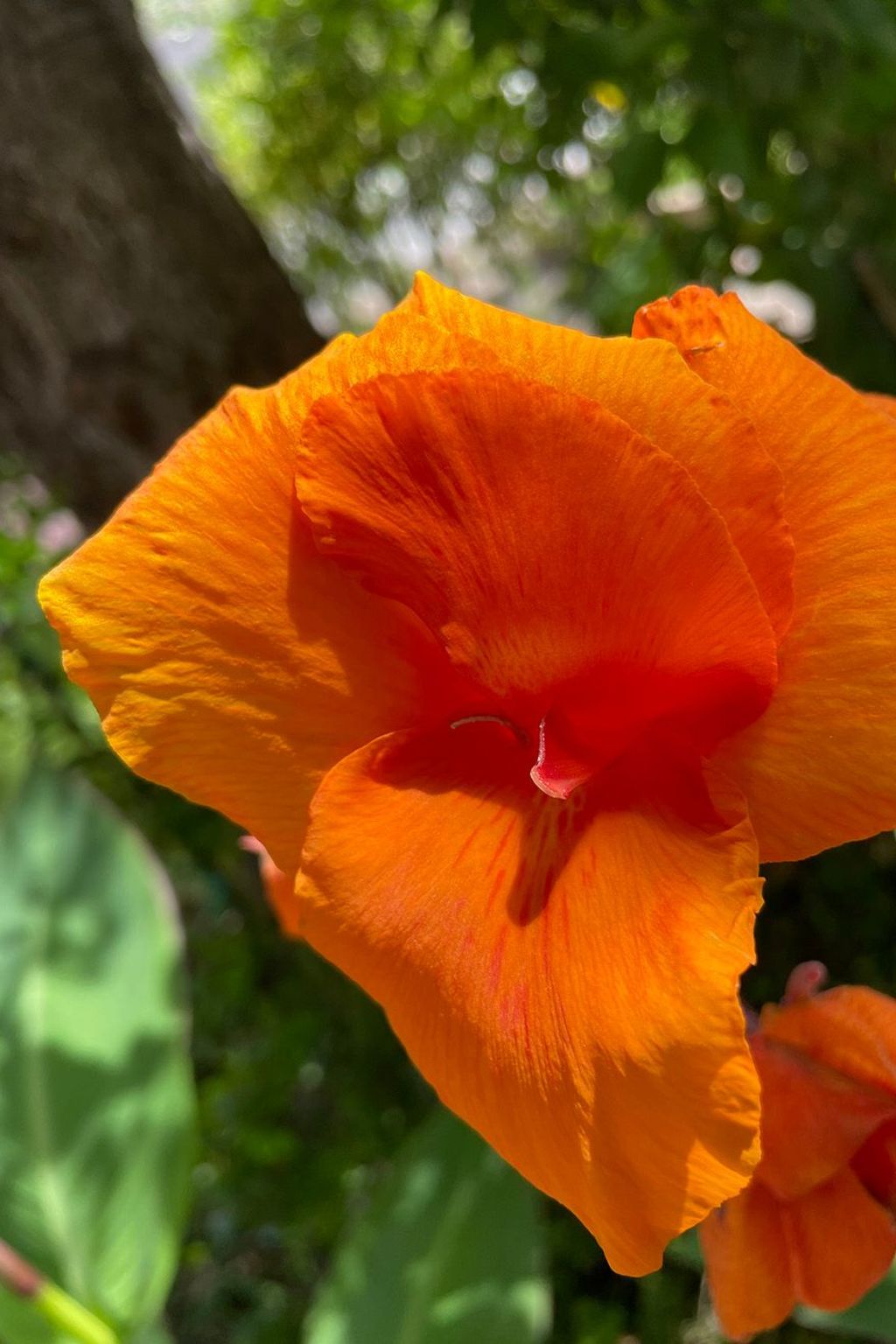 4Pax Sas Linnas Siccas Orosei-Image-tags.info