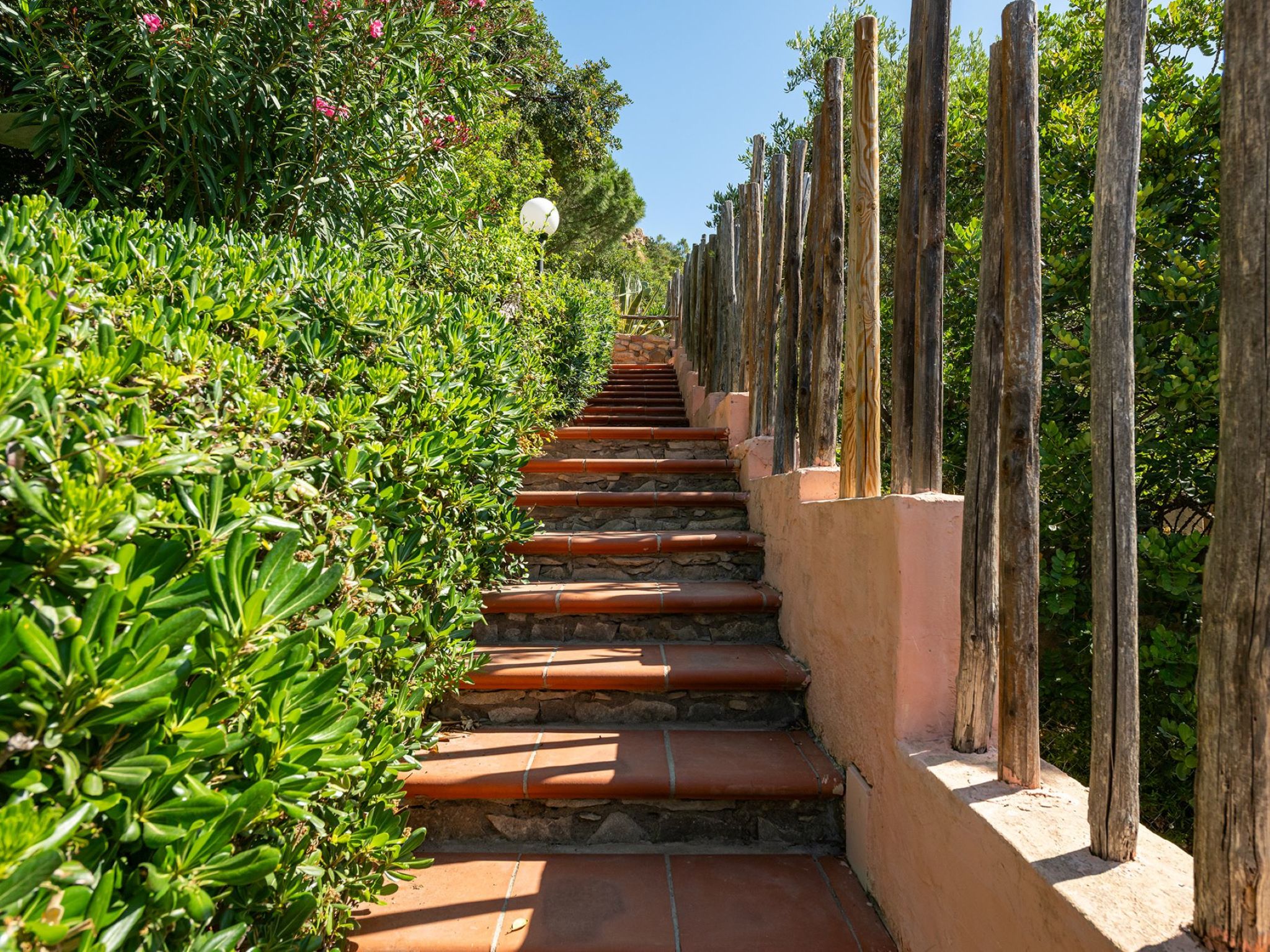 Photo of Pellicano