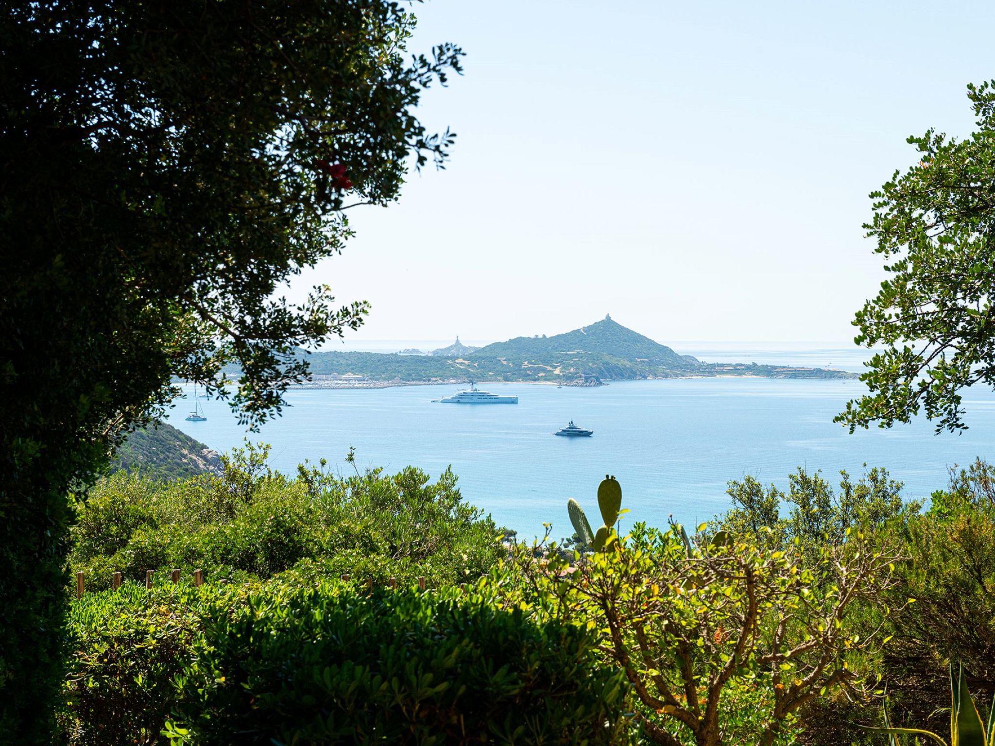 Photo of Pellicano