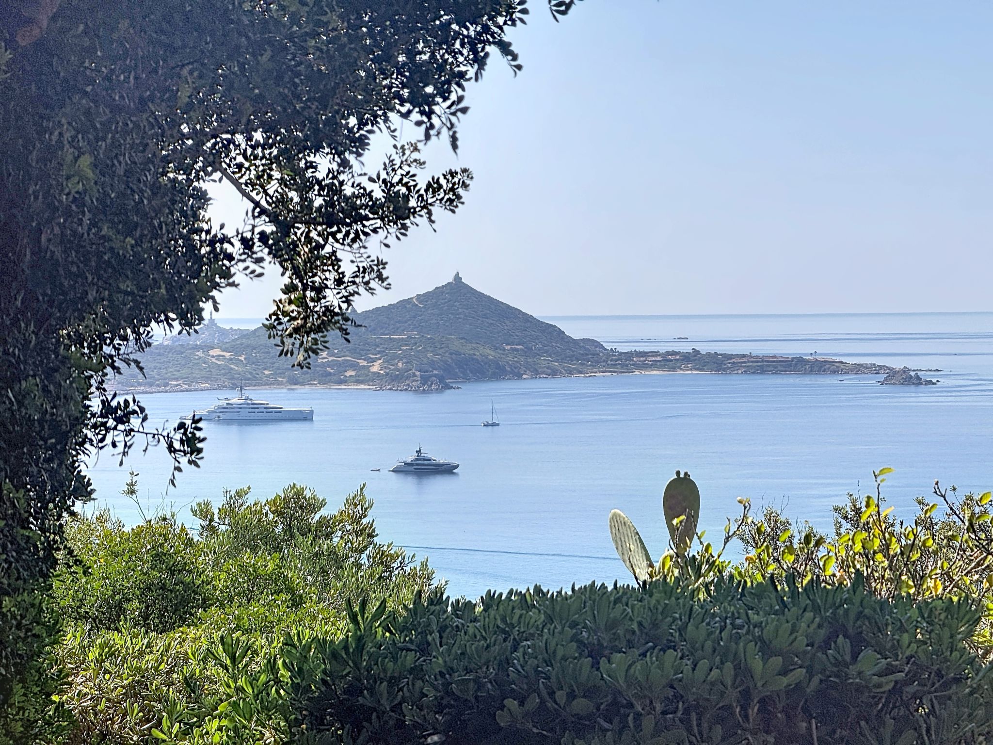Photo of Pellicano