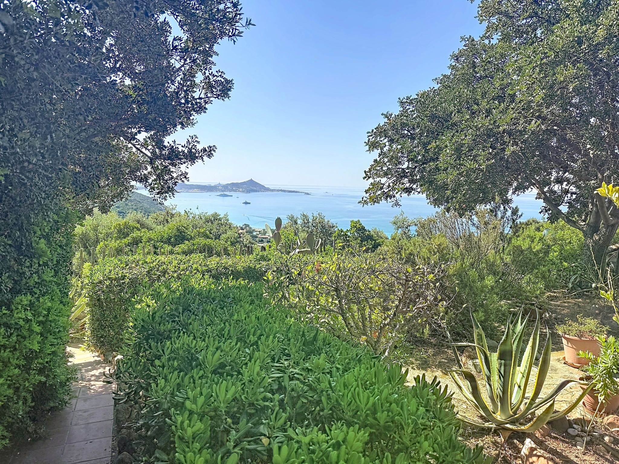 Photo of Pellicano
