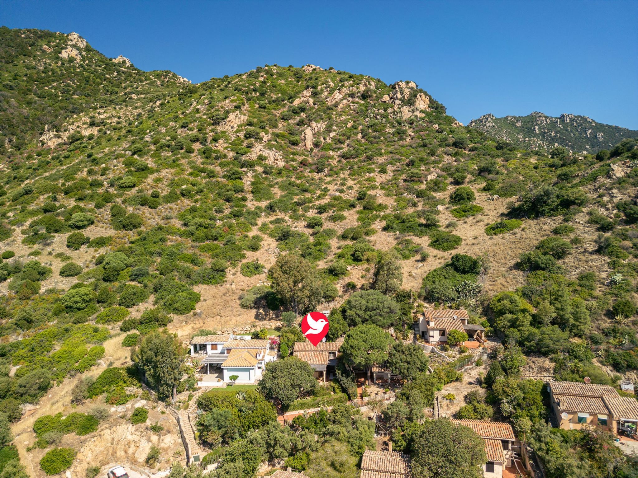 Photo of Pellicano