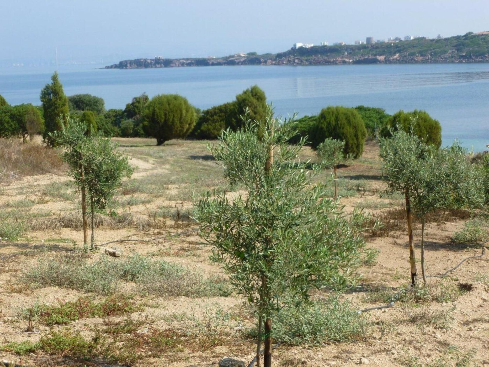 Wohnung in Calasetta mit Grill und Garten-Image-tags.info