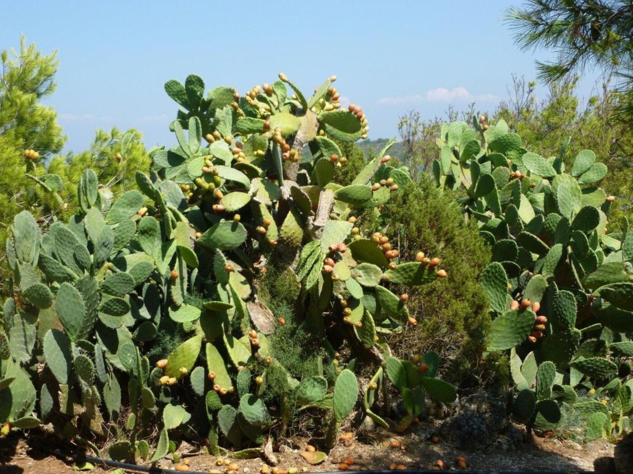 Wohnung in Calasetta mit Grill und Garten-Image-tags.info