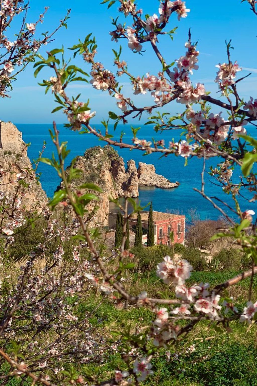 Flacher Flieder-Image-tags.info