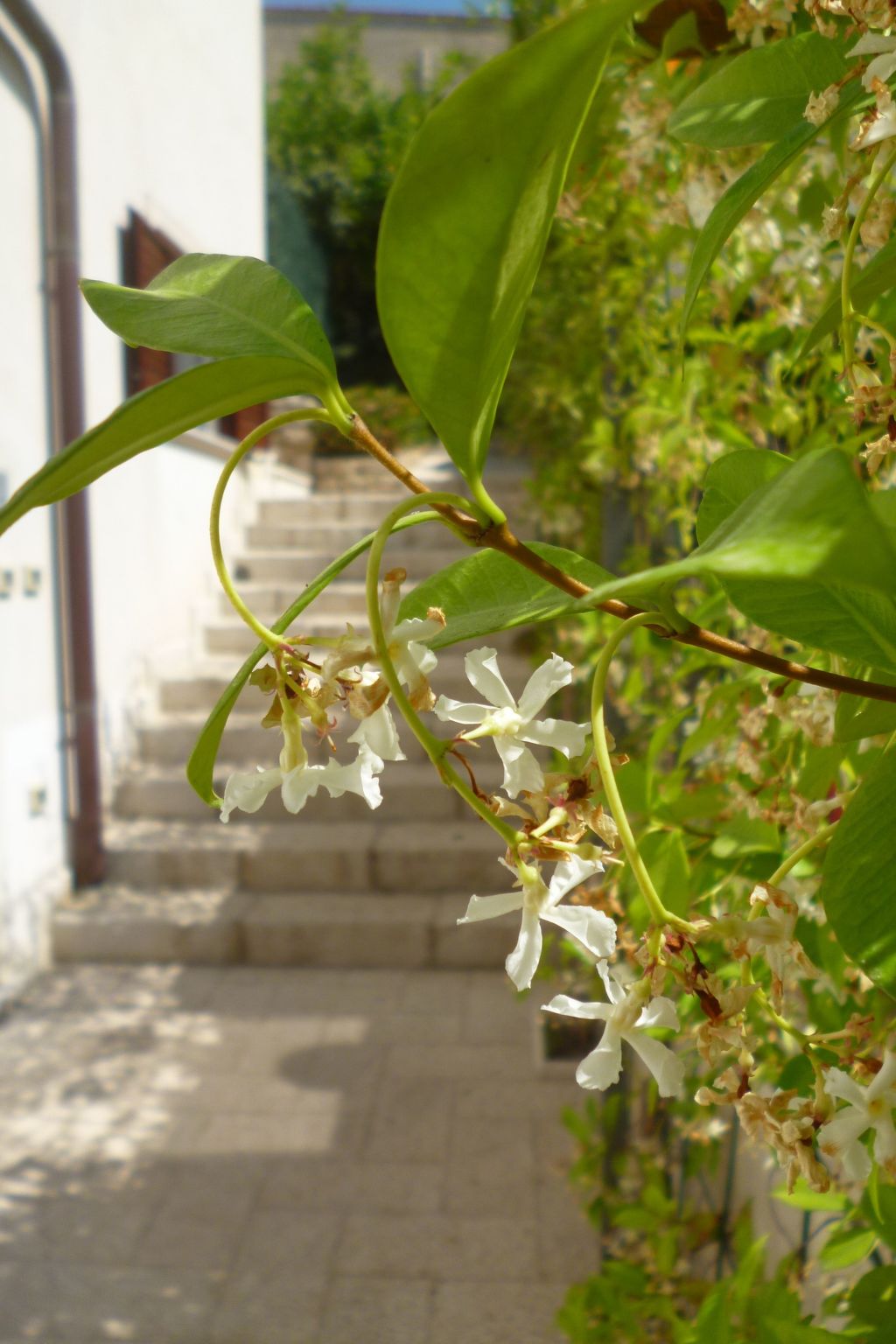 Wohnung in Custonaci mit Kleinem Garten