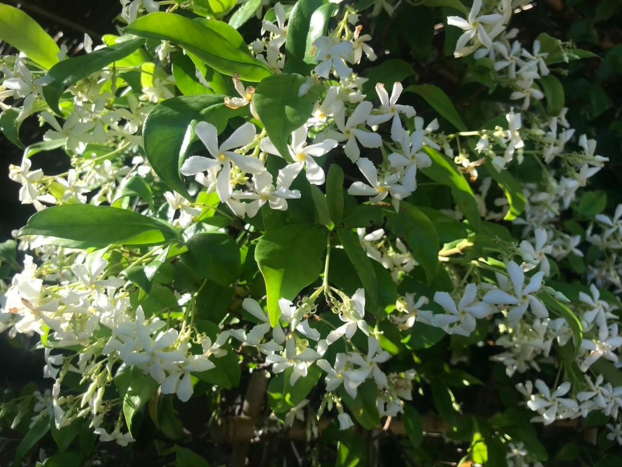 Graffeo Häuser - Haus Jasmin-Image-tags.info