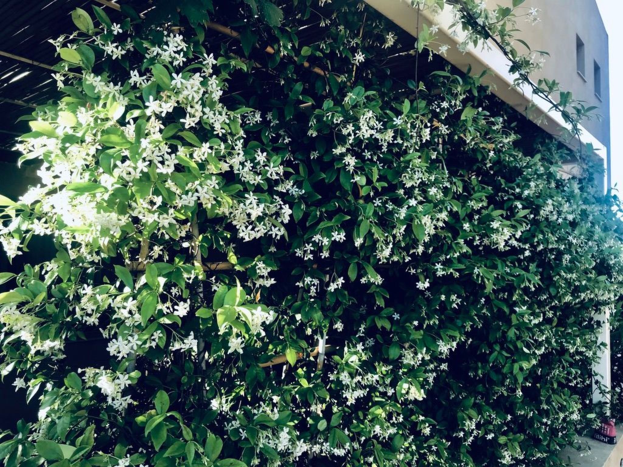 Graffeo Häuser - Haus Jasmin-Image-tags.info