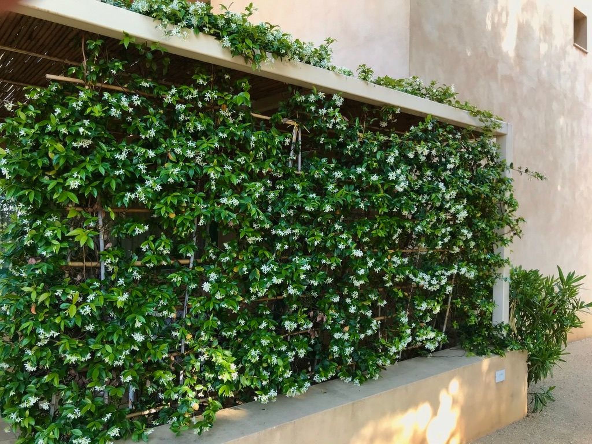 Graffeo Häuser - Haus Jasmin-Image-tags.info