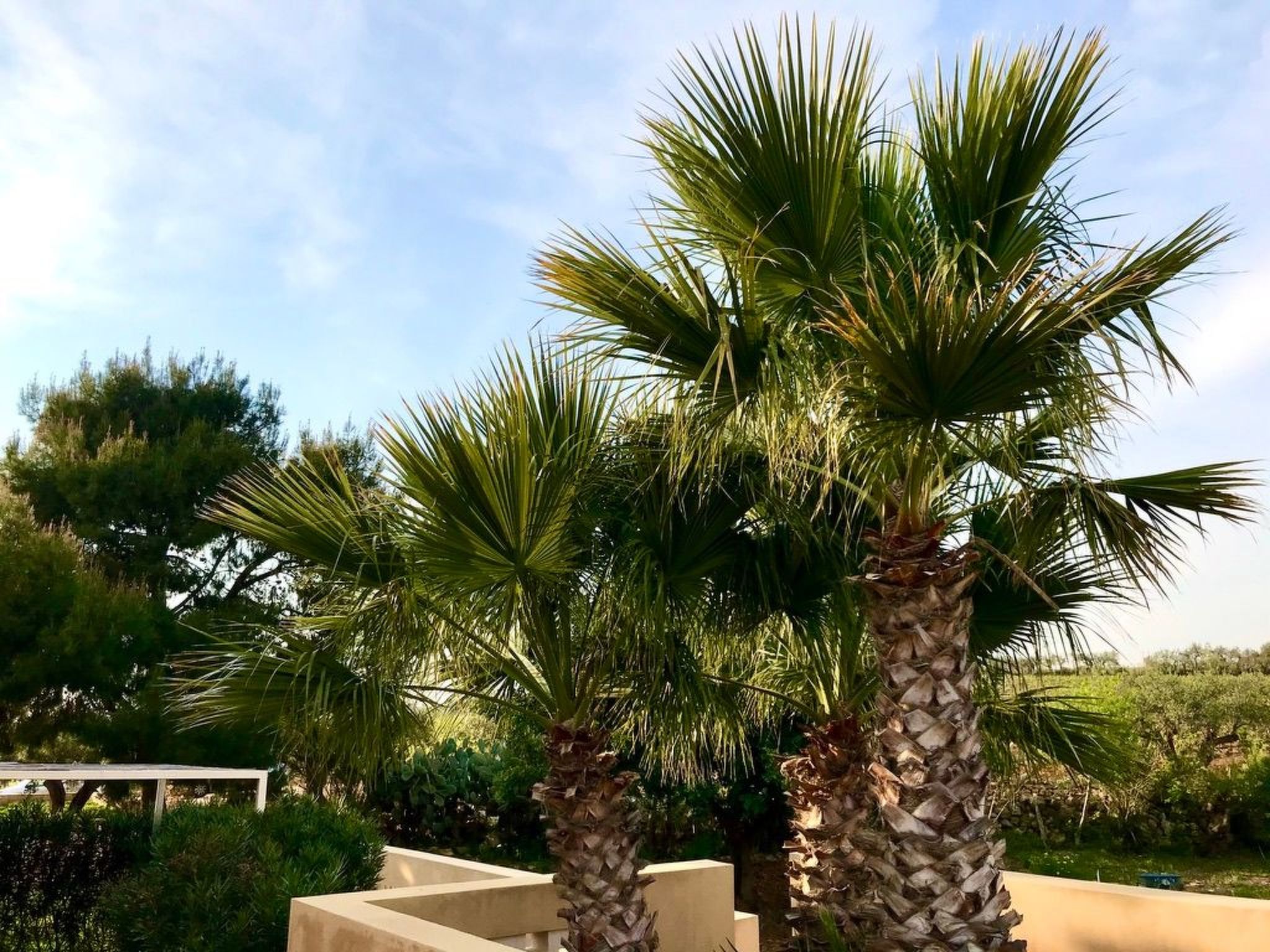 Haus der Palme in Menfi-Image-tags.info