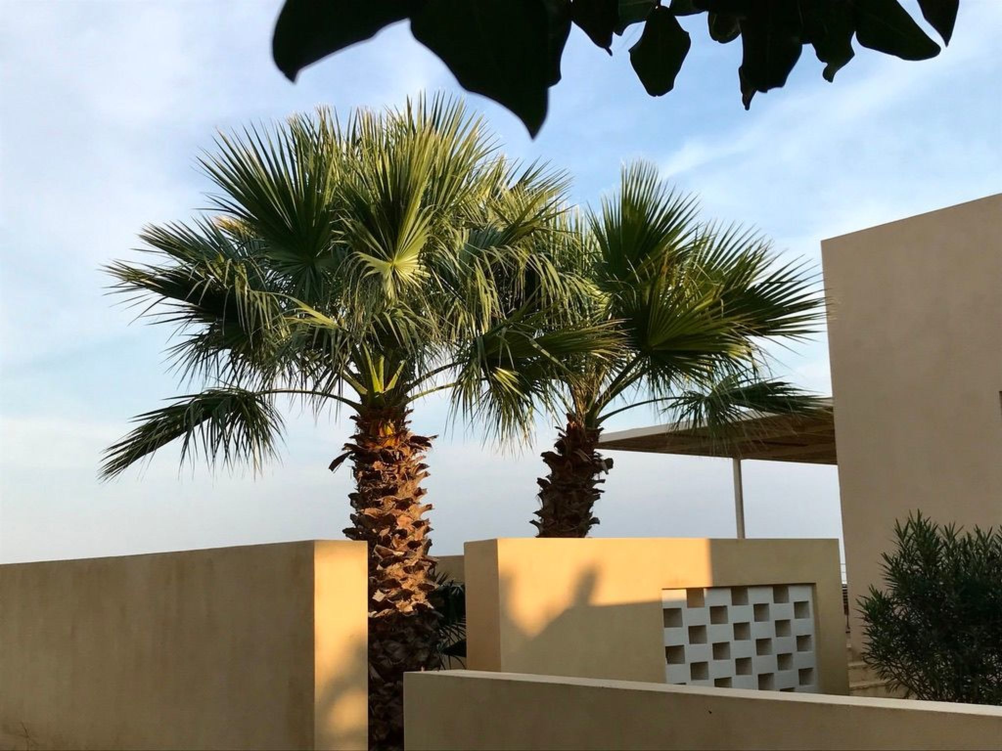 Haus der Palme in Menfi-Image-tags.info