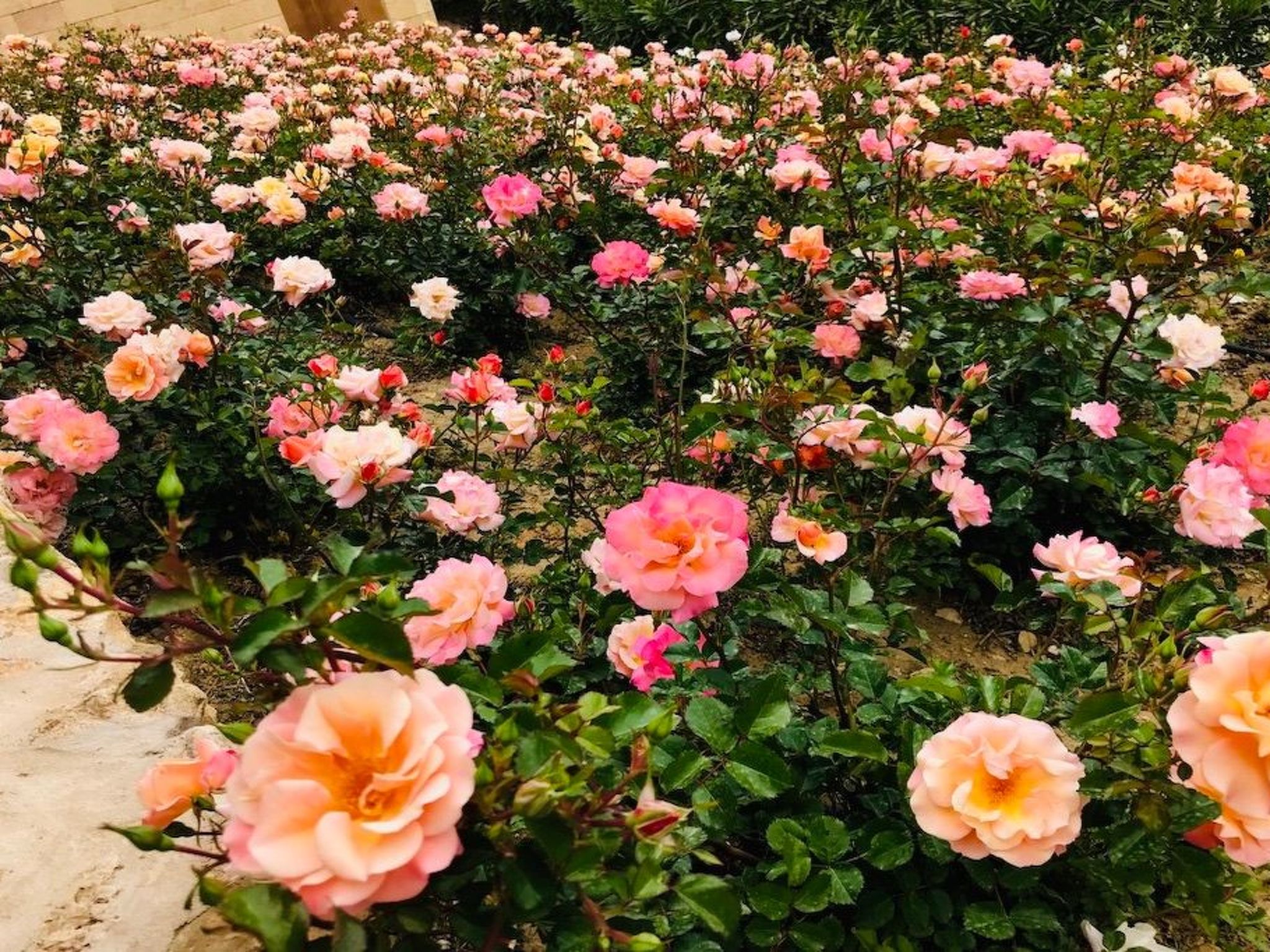 Graffeo-Häuser Haus der Rosen-Image-tags.info