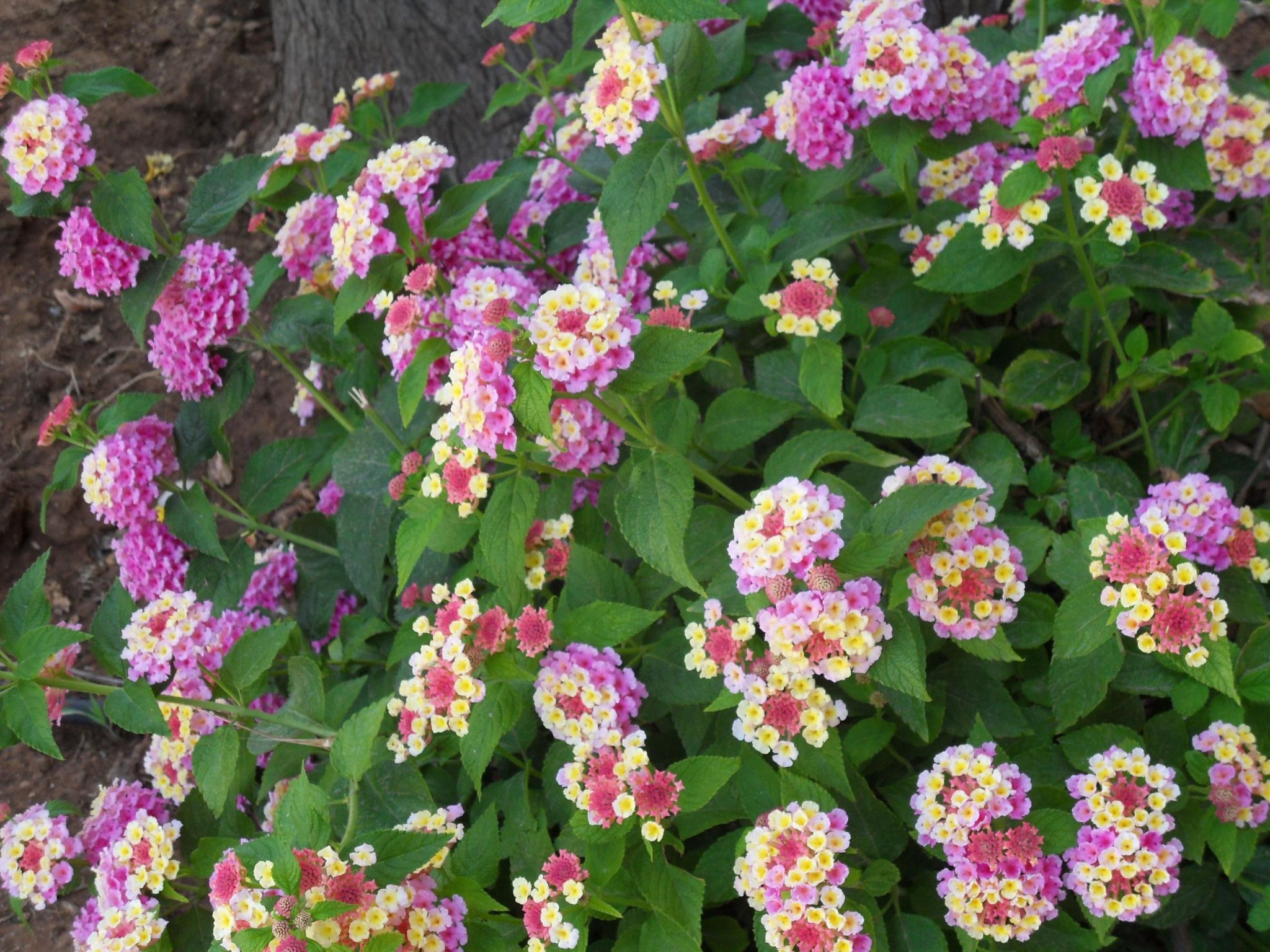 Renella' Wohnung mit Wasserblick-Binnen