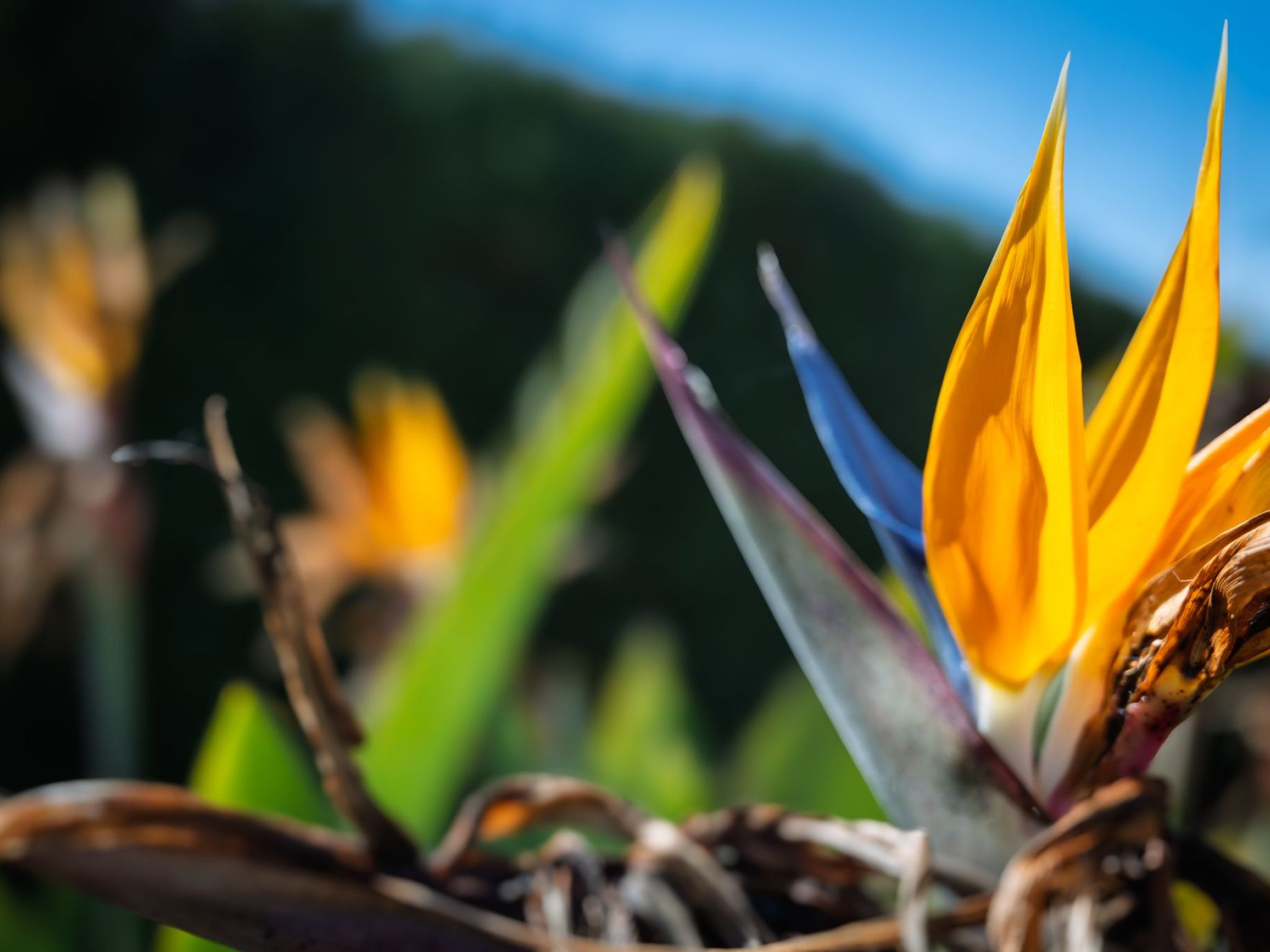 Sterlizia, Villa mit Pool in Meeresnähe-Inside