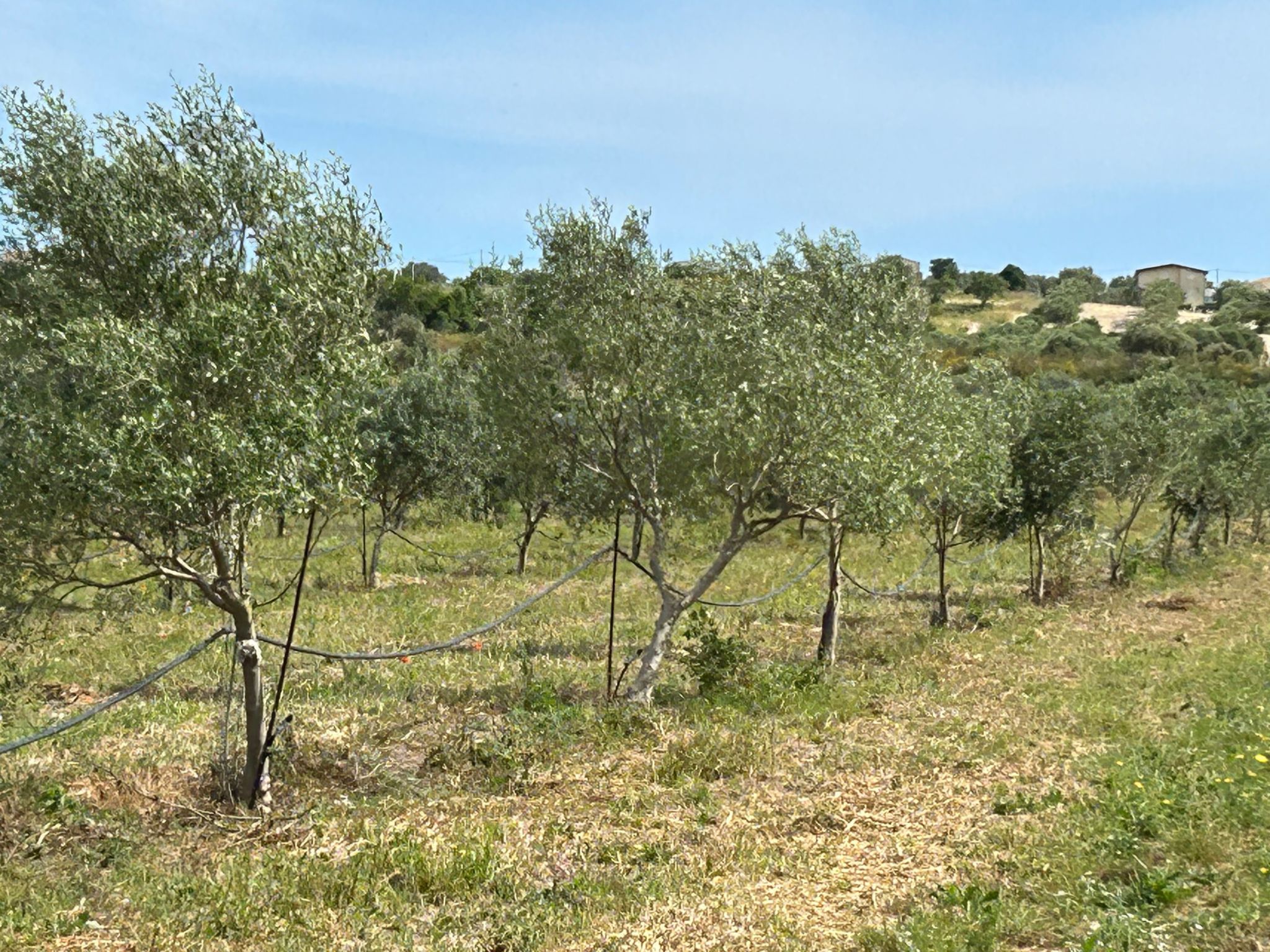 Il Gelso e l'Ulivo Wohnung mit Schwimmbad-Image-tags.info