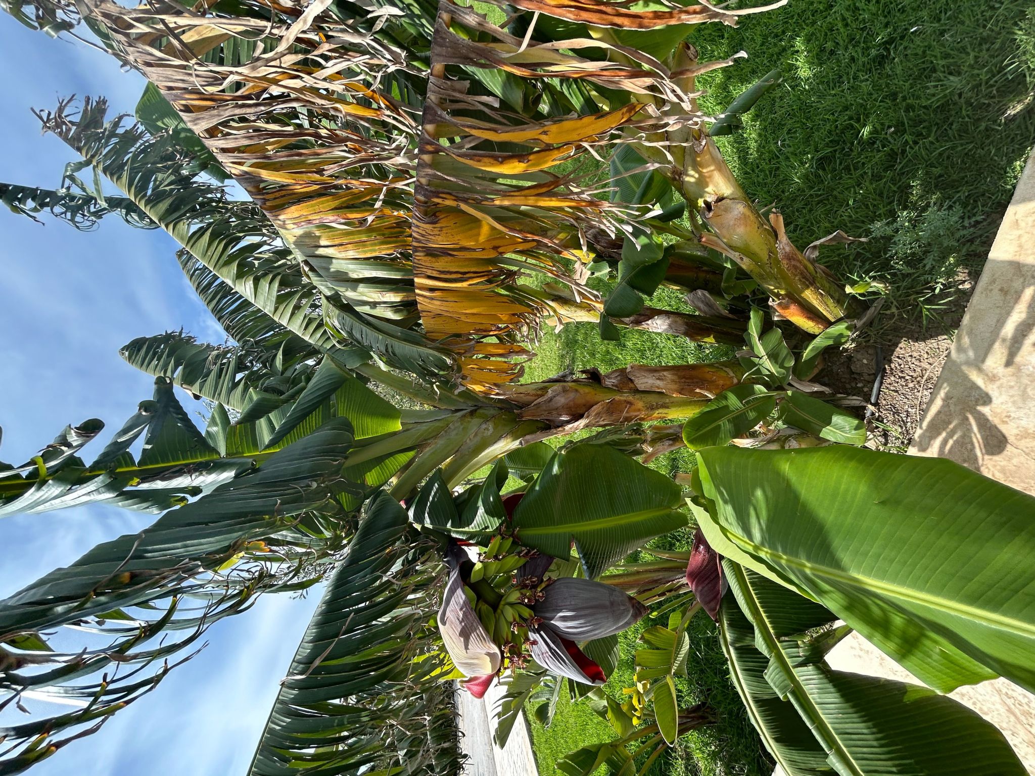 Il Gelso e l'Ulivo Wohnung mit Schwimmbad-Image-tags.info