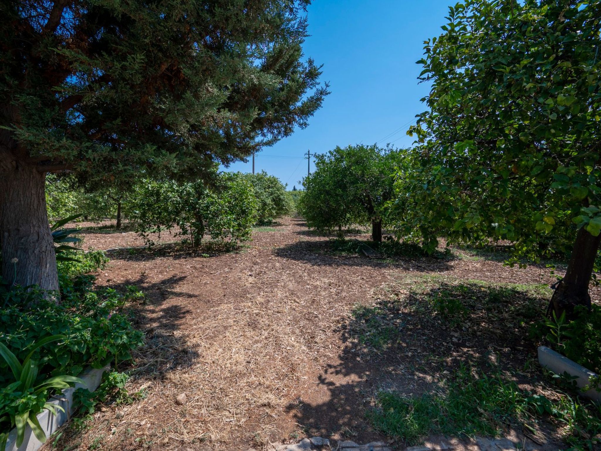 Der Zitronenhain von Nonno Corrado-Binnen