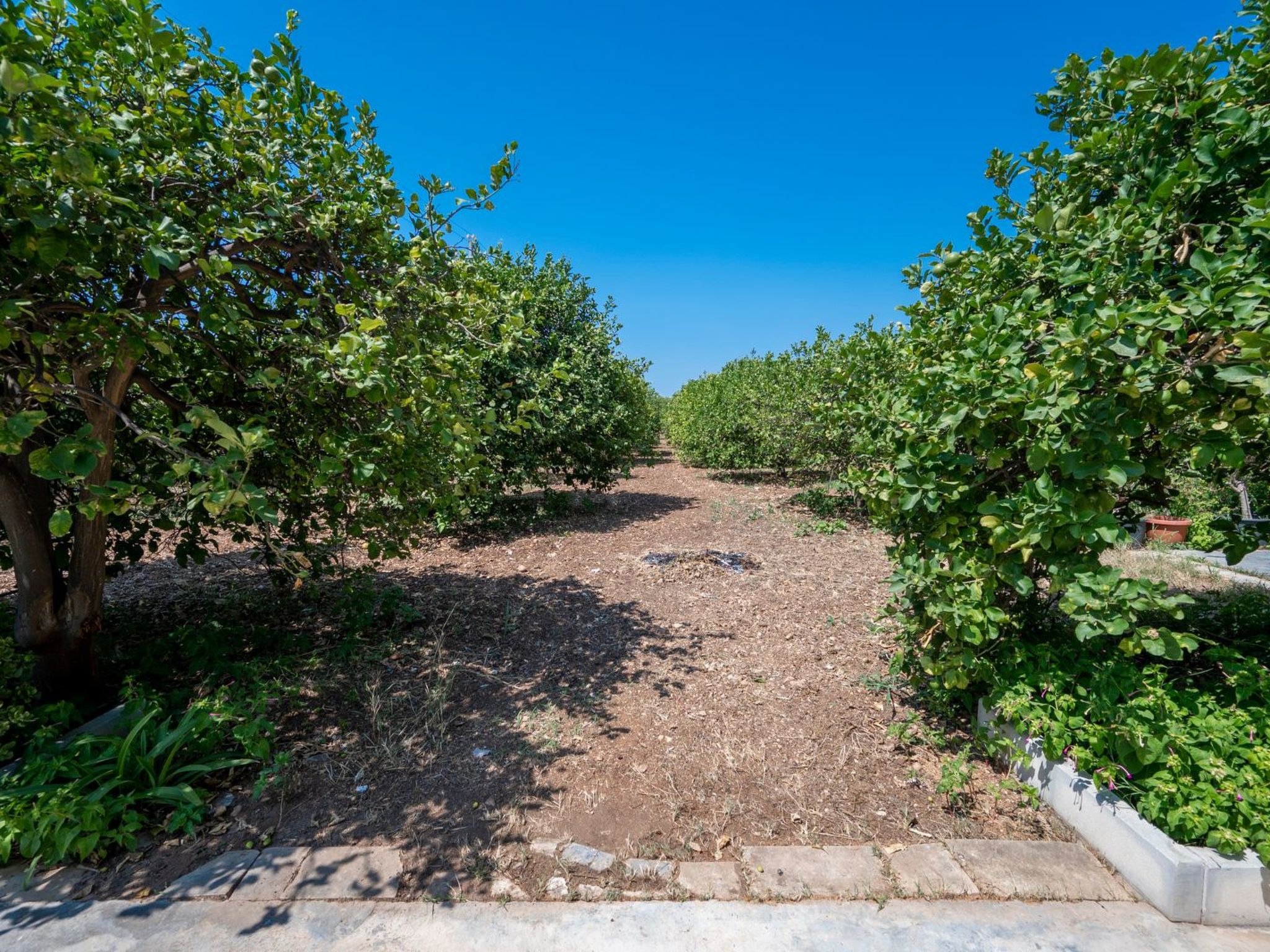 Der Zitronenhain von Nonno Corrado-Binnen