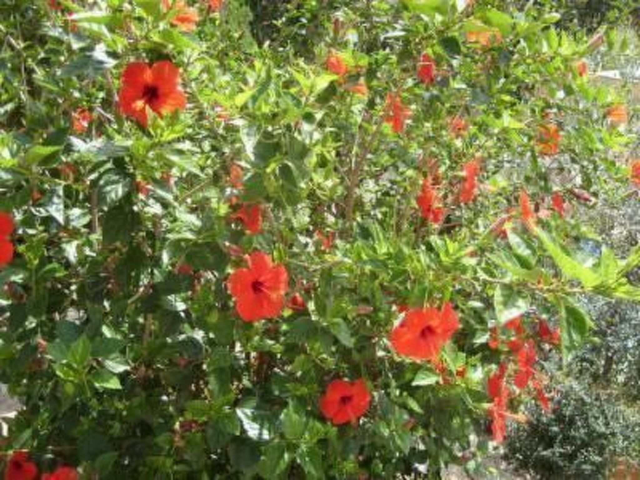 SYRAKUS IN WOHNSITZ MIT POOL PLEMMIRIO-Image-tags.info