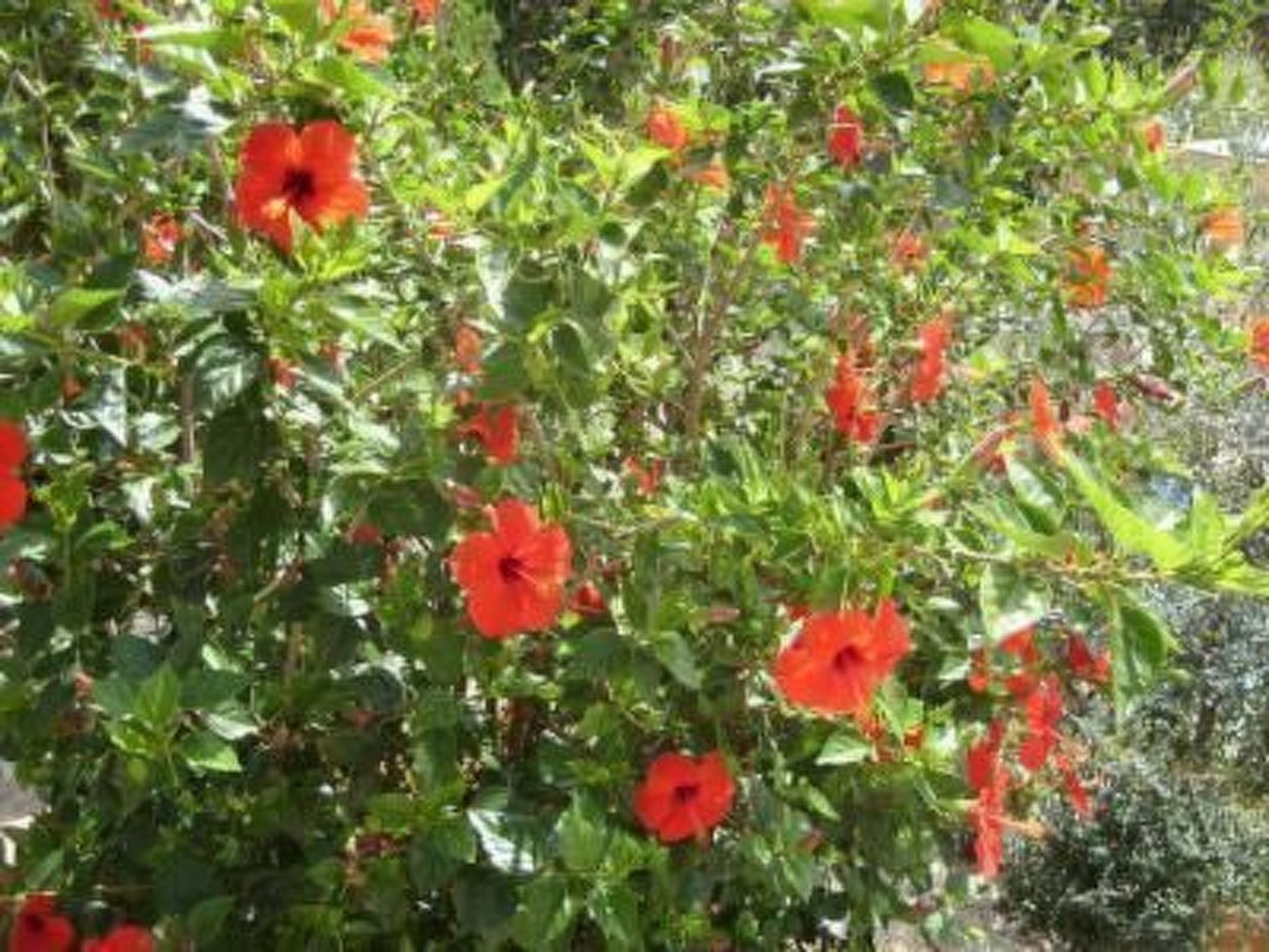 'Mirko'-Image-tags.info