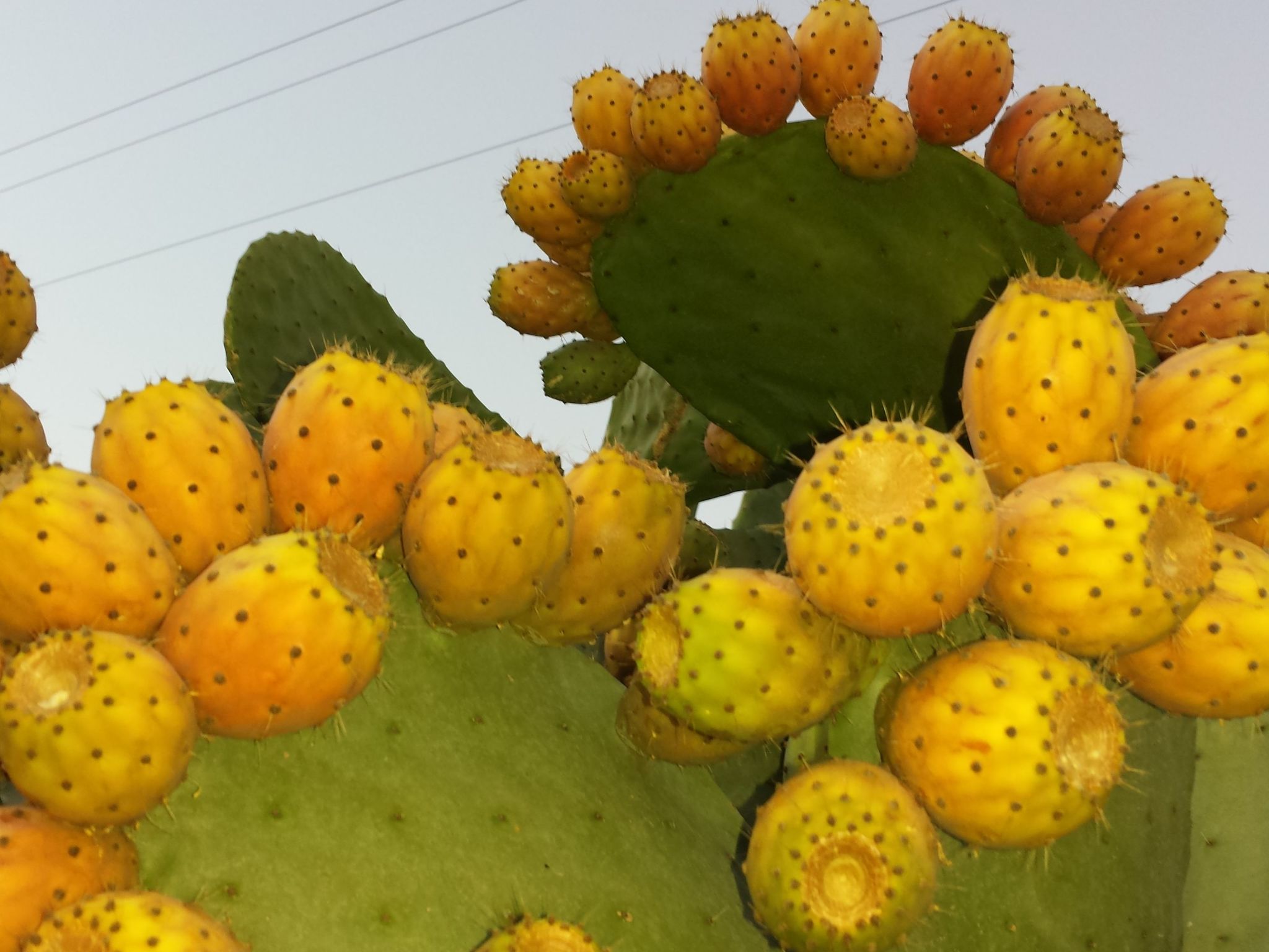 'Mirko'-Image-tags.info