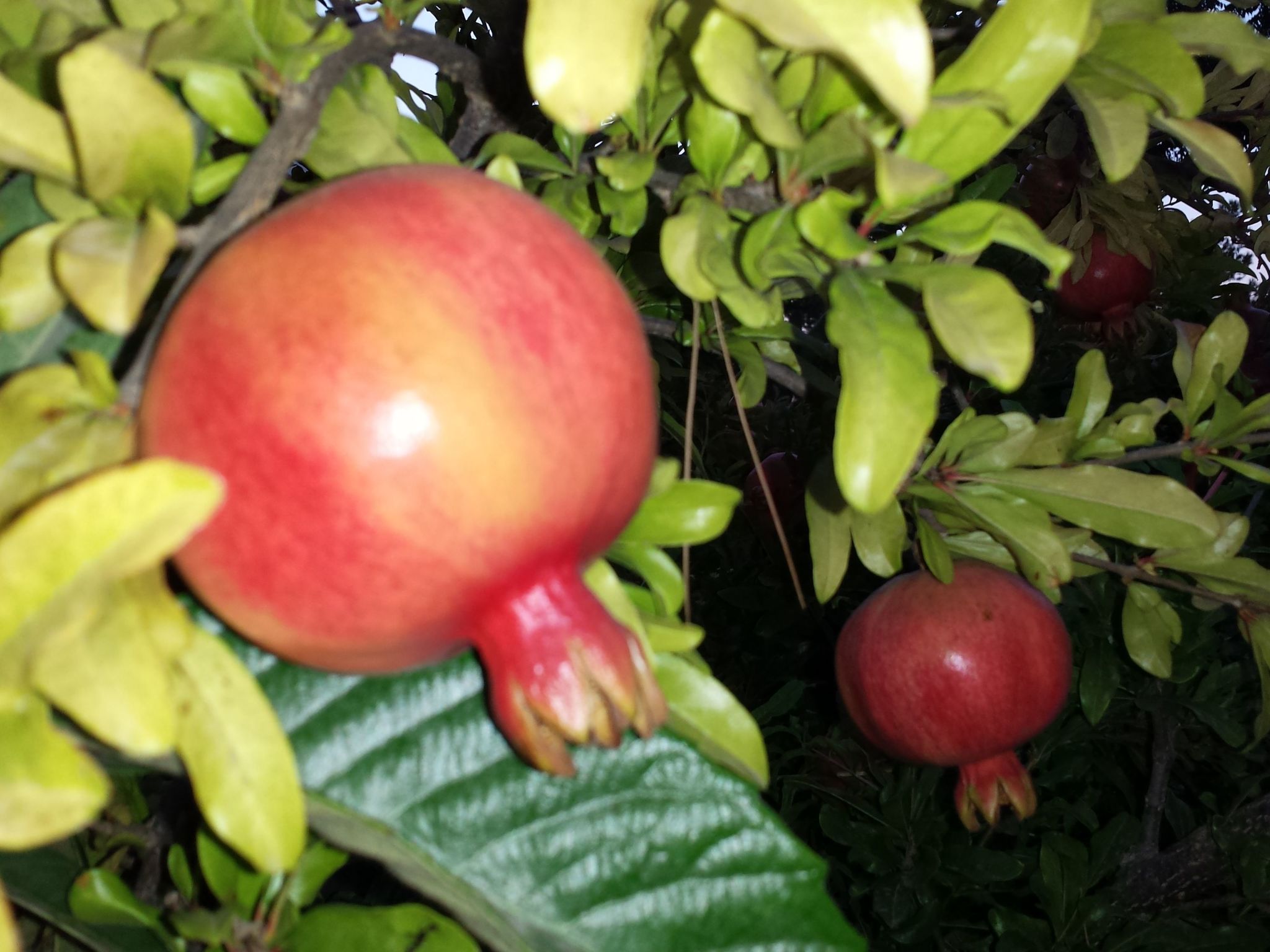 'Mirko'-Image-tags.info