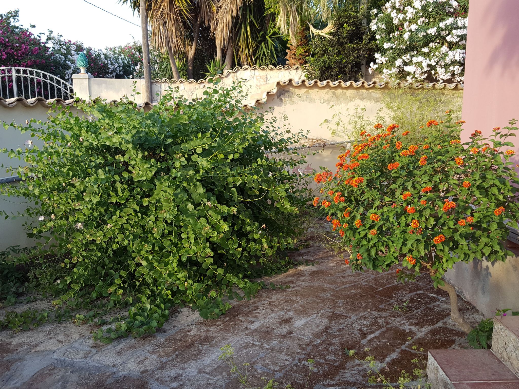 'Mirko'-Image-tags.info