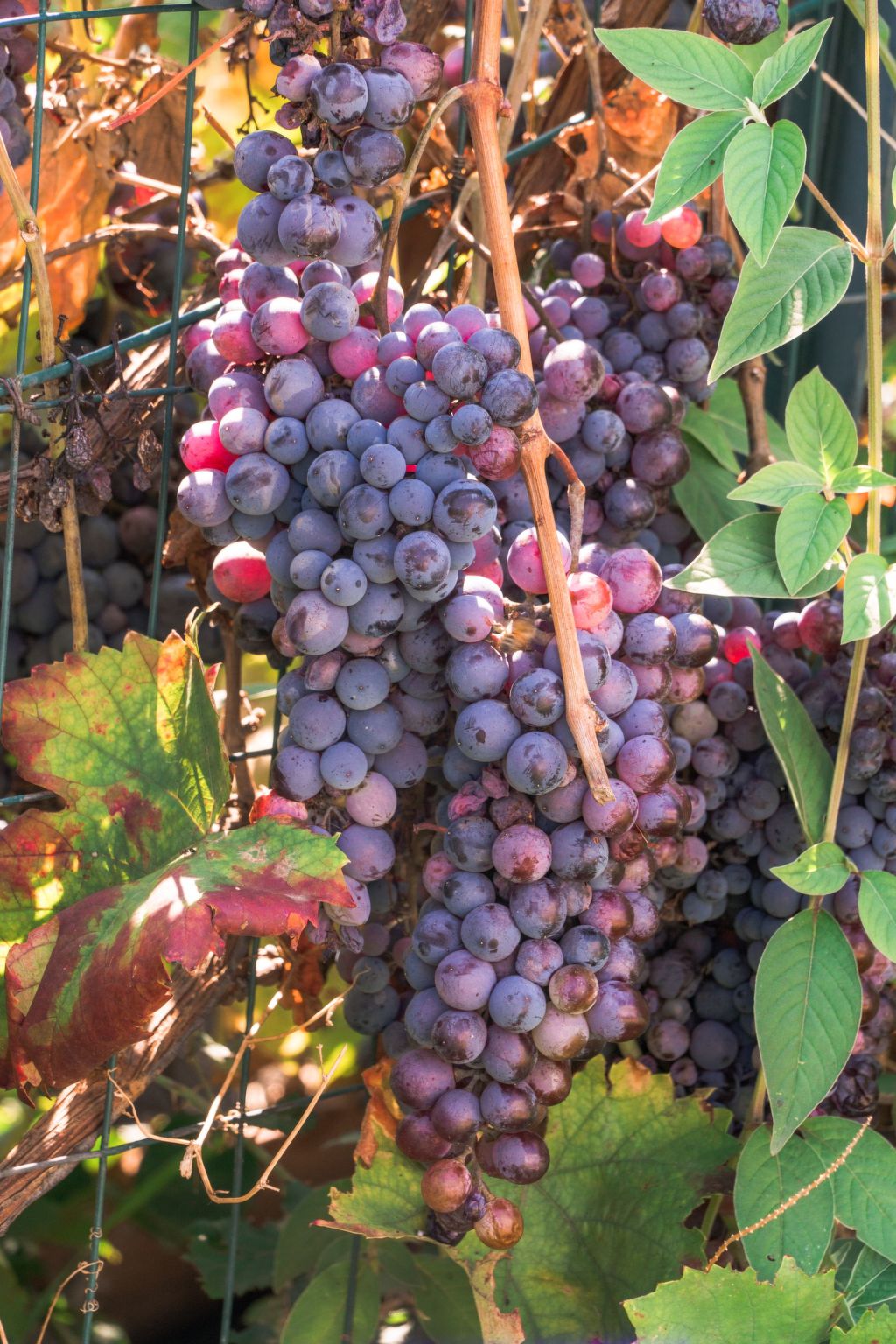 Villa delle Pomelie-Binnen