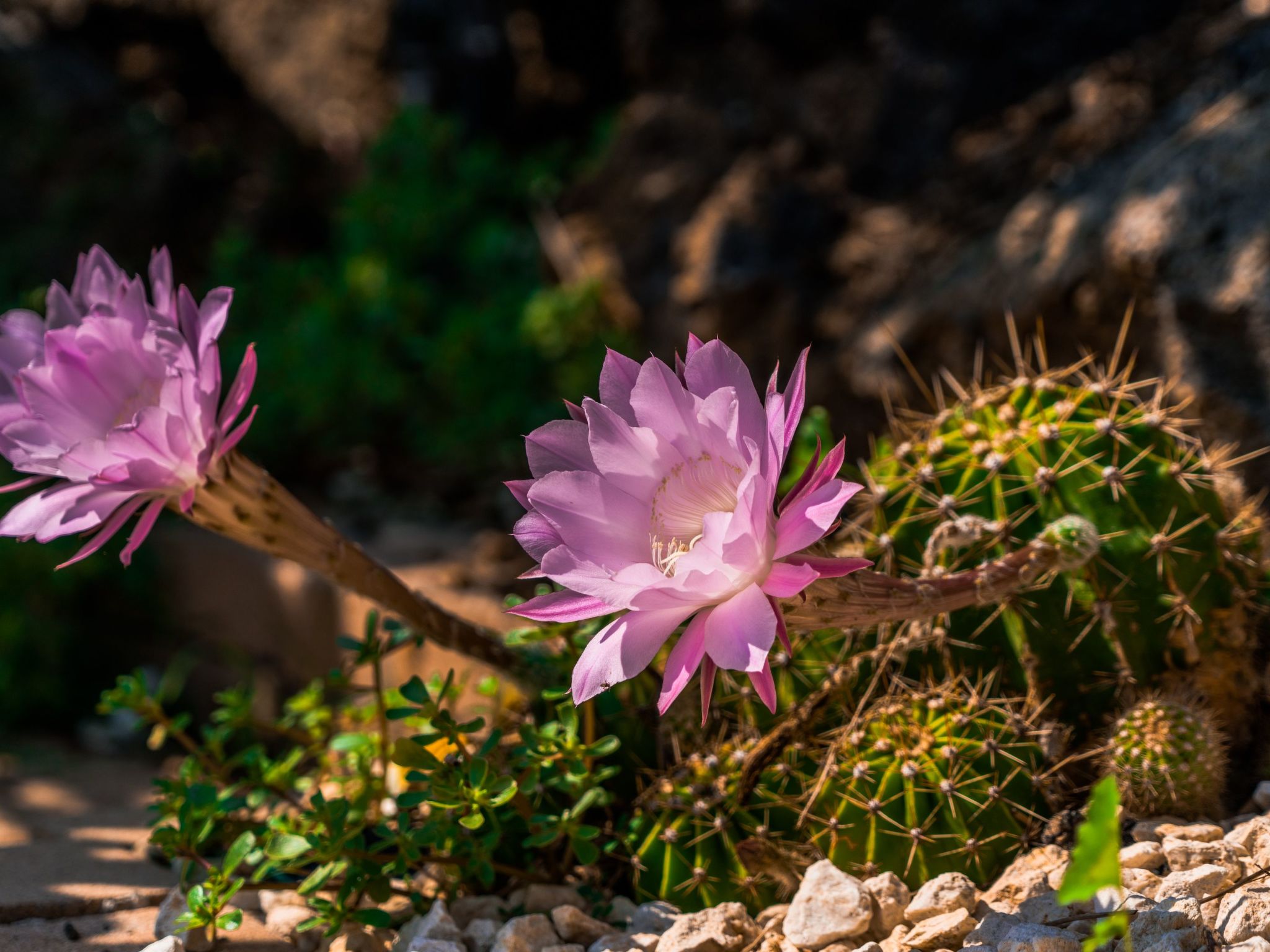 Villa delle Pomelie-Binnen