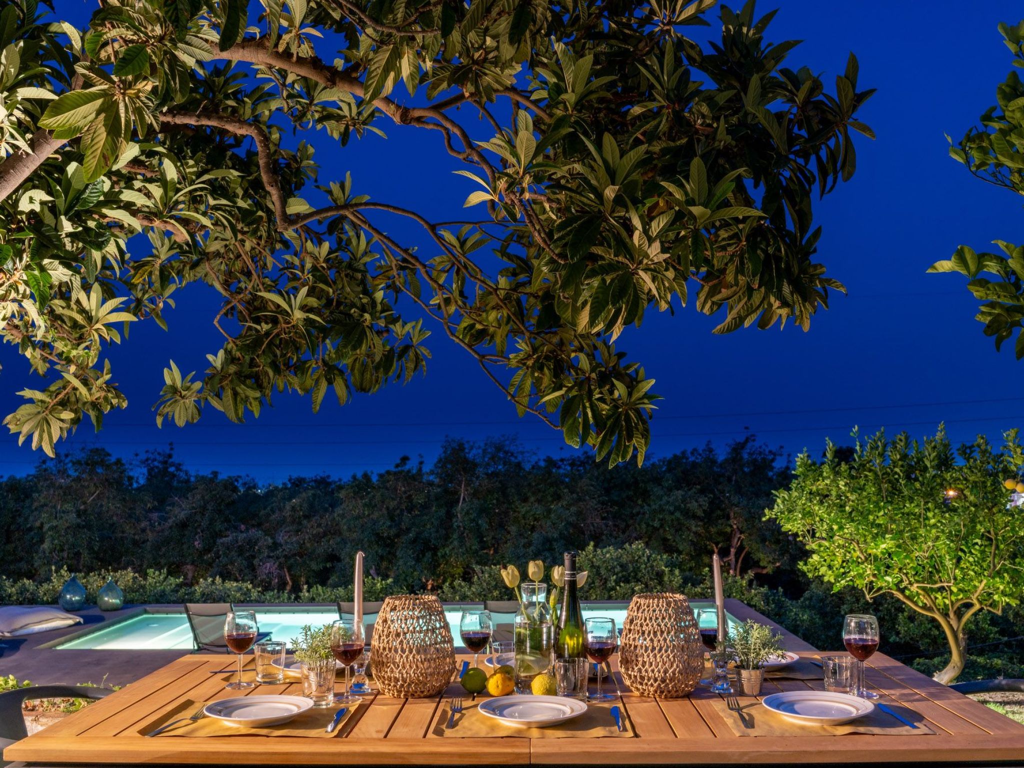 Avocado Garten-Binnen