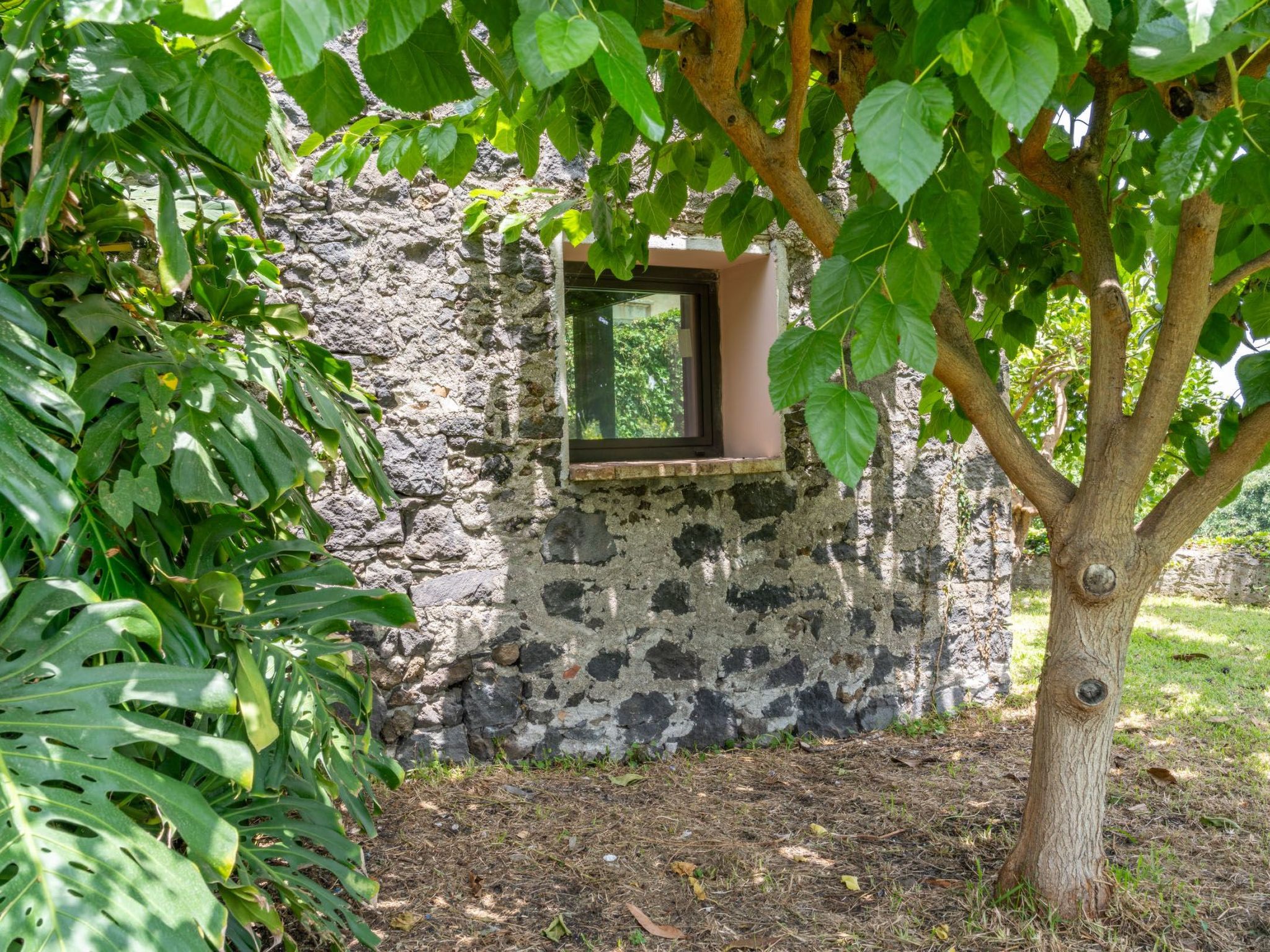 Avocado Garten-Binnen