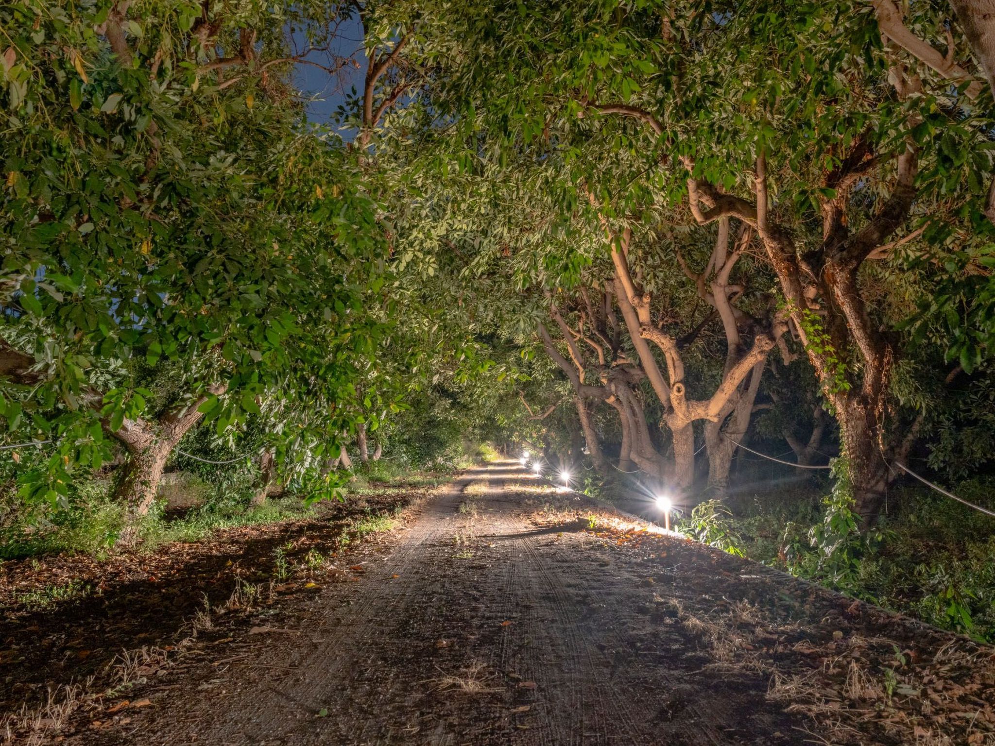 Avocado Garten-Binnen