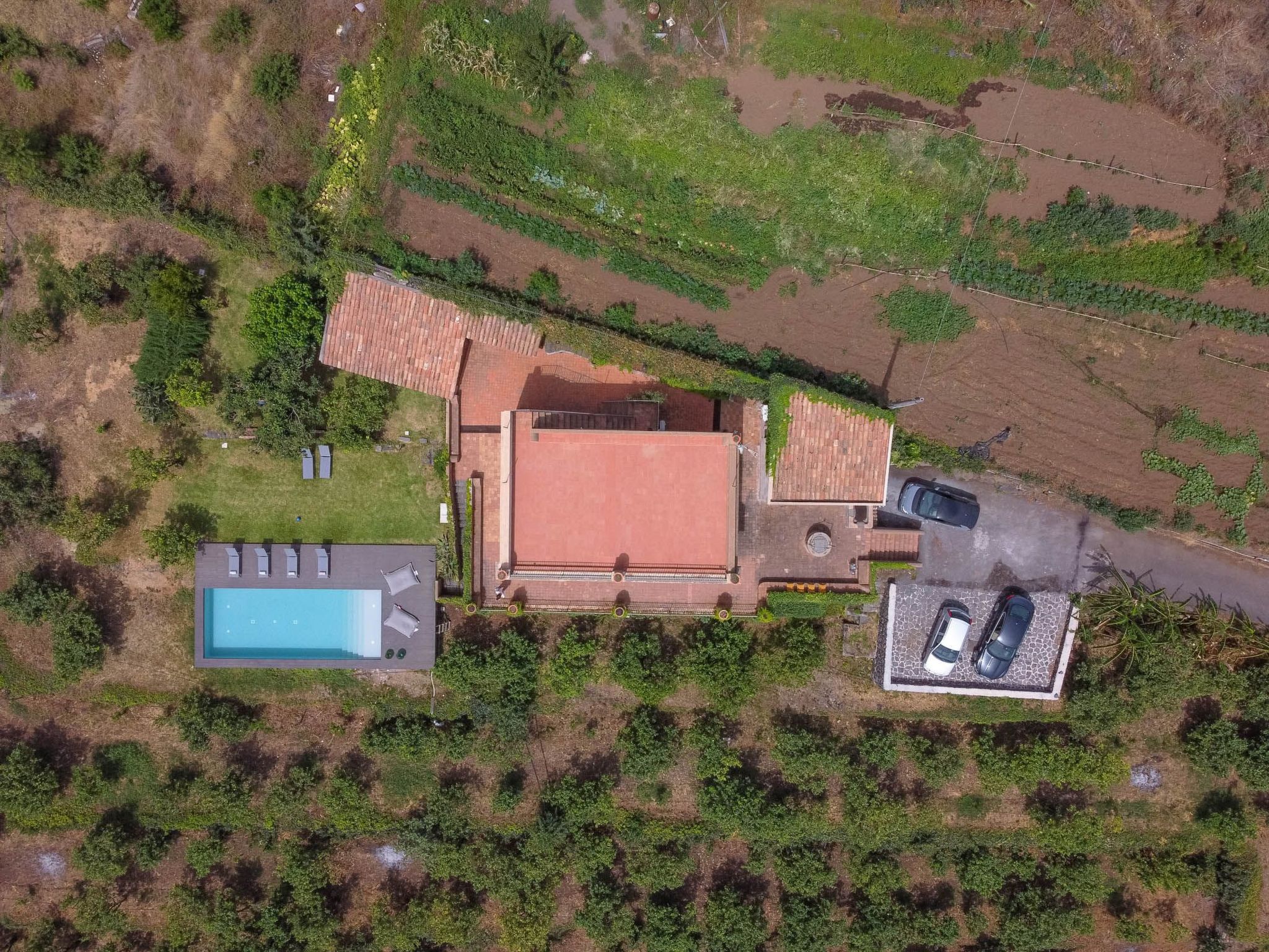 Avocado Garten-Binnen