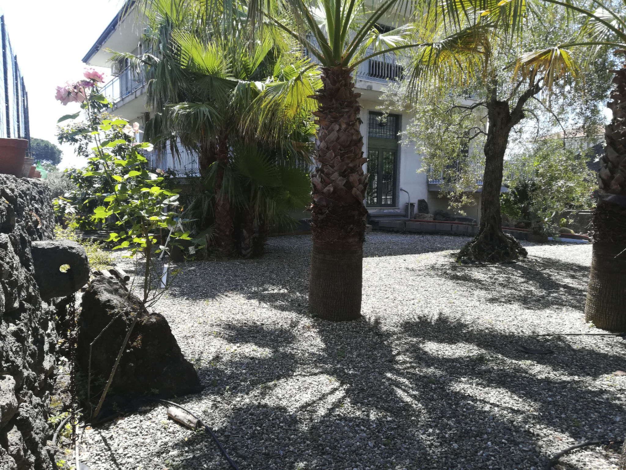 Le Palme in linera-Binnen