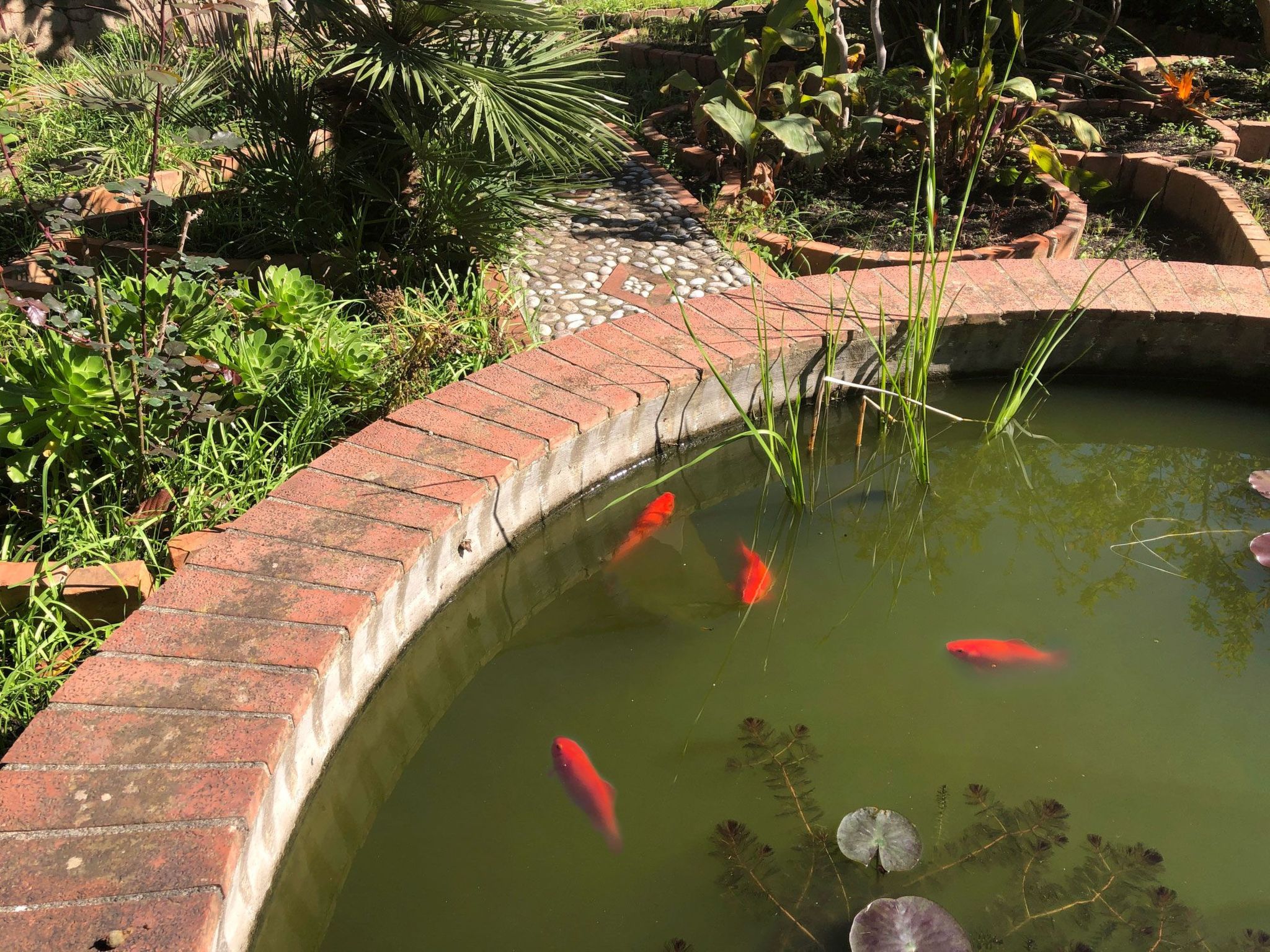 Die Orange und der Goldfisch-Dedans