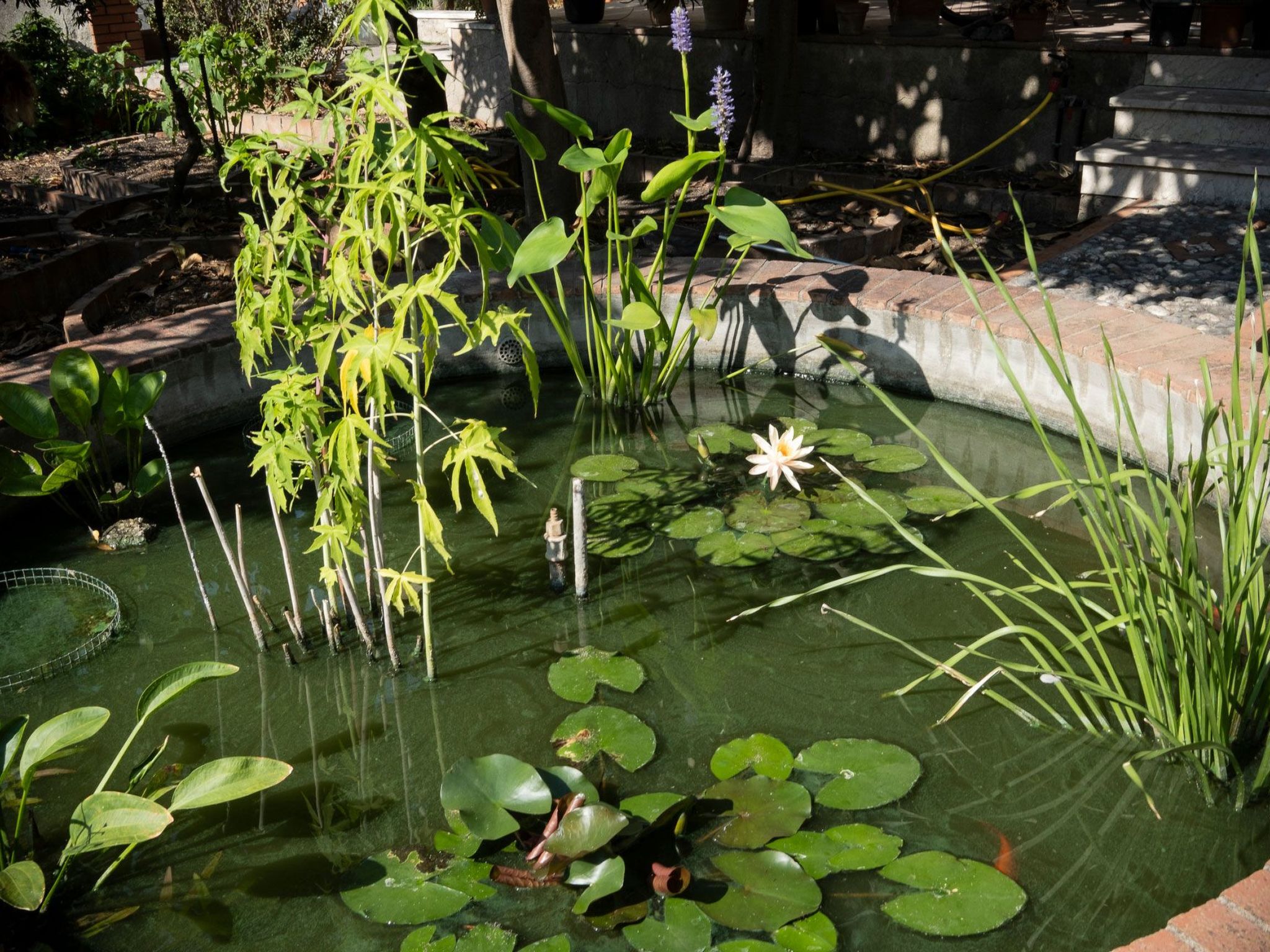 Die Orange und der Goldfisch-Dedans