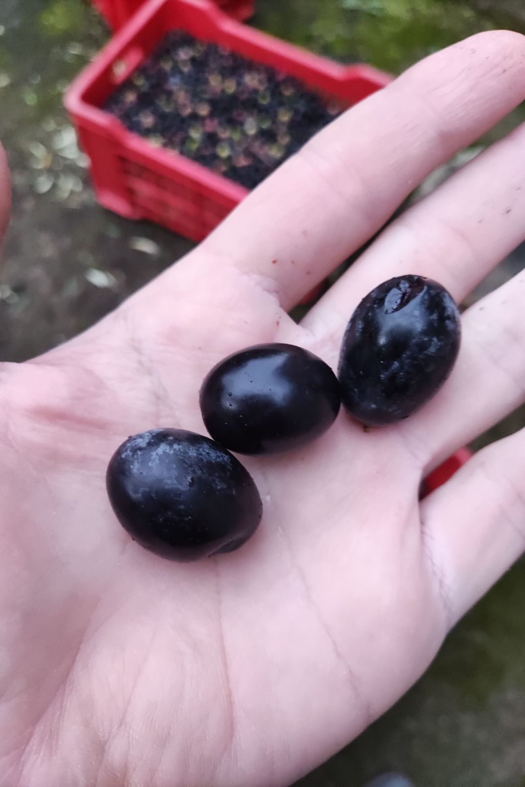 "Haus am Meer in Sizilien"-Binnen