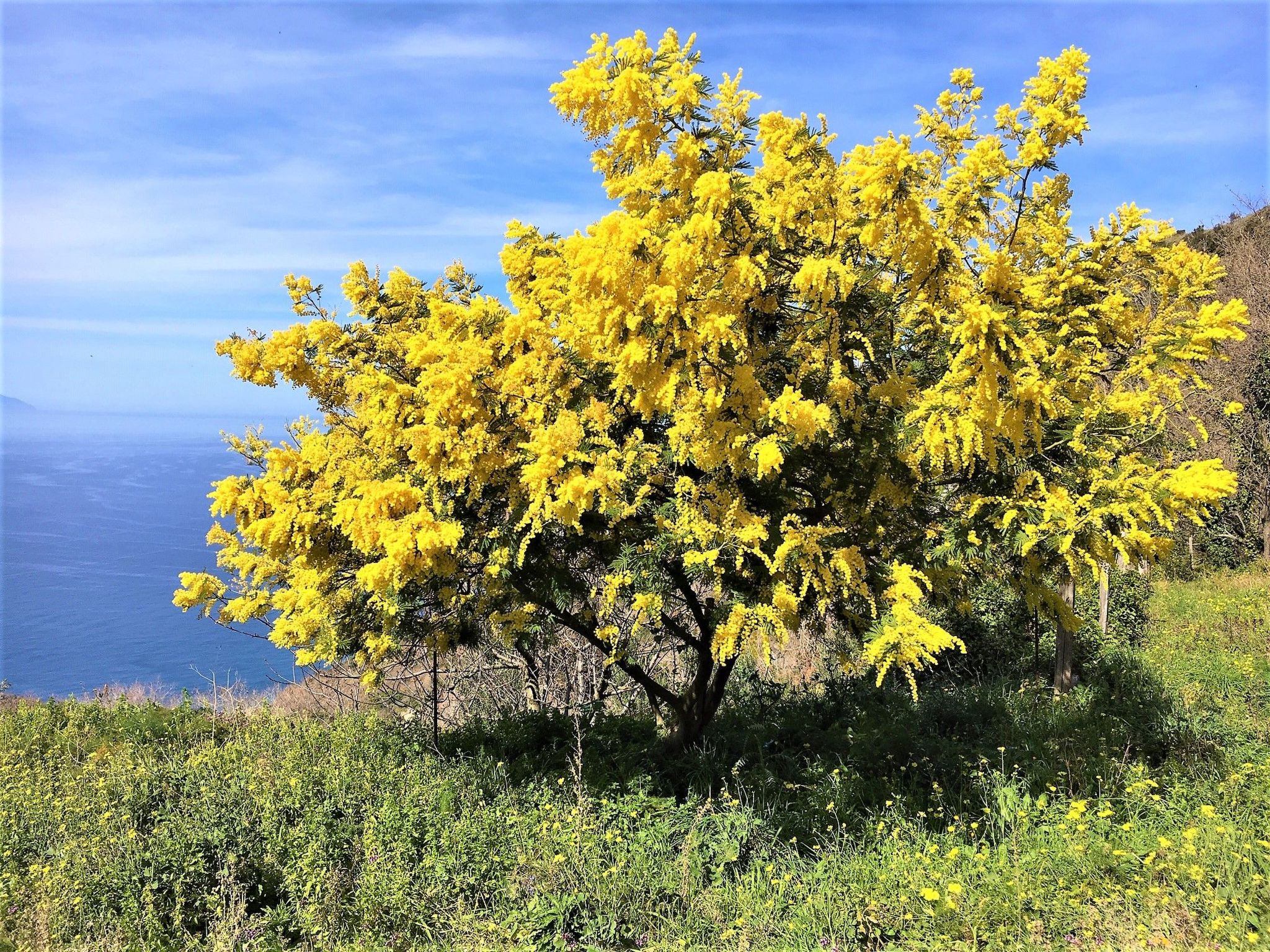 Granatapfel-Wohnung-Buiten