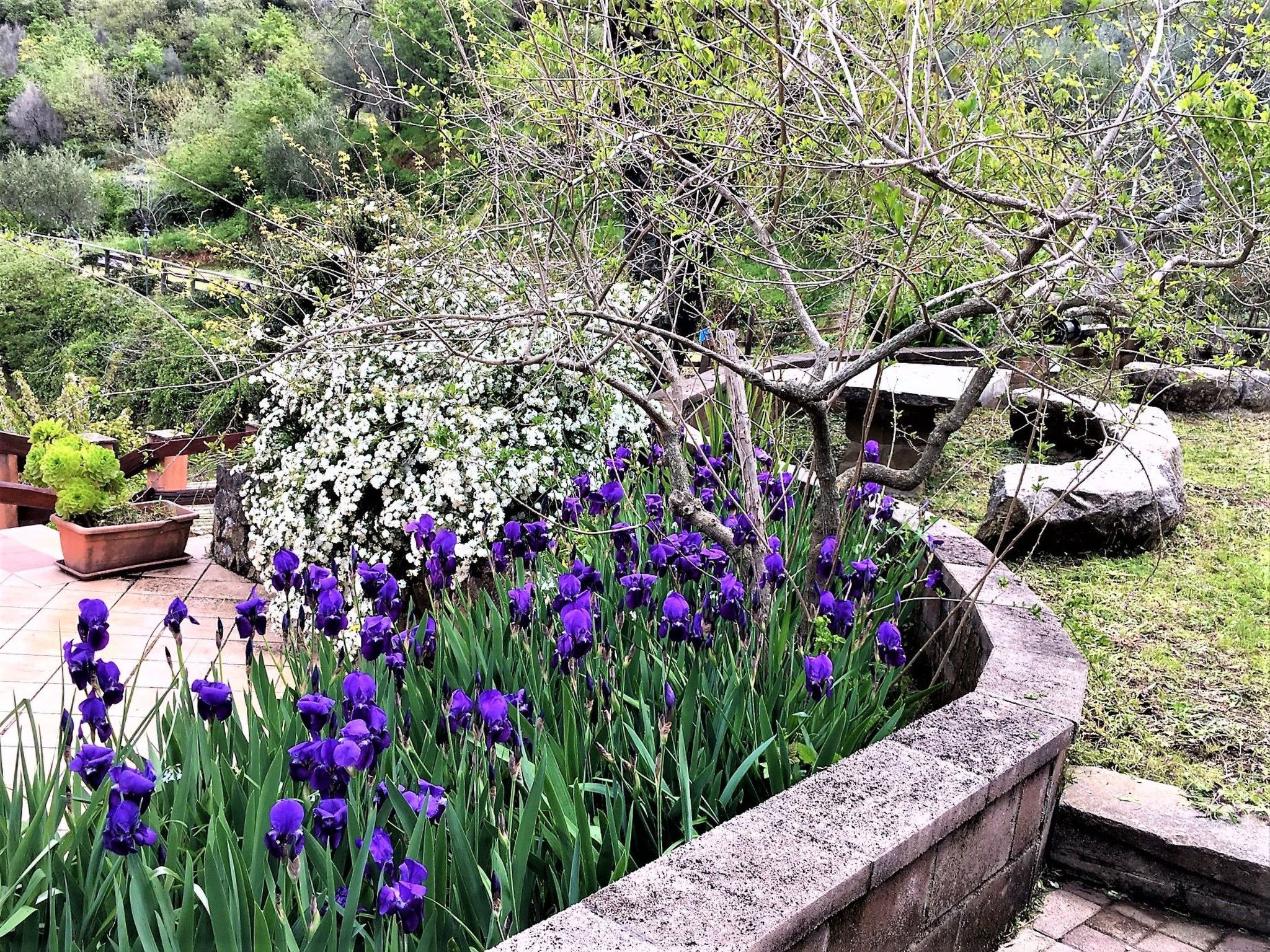 Granatapfel-Wohnung-Buiten