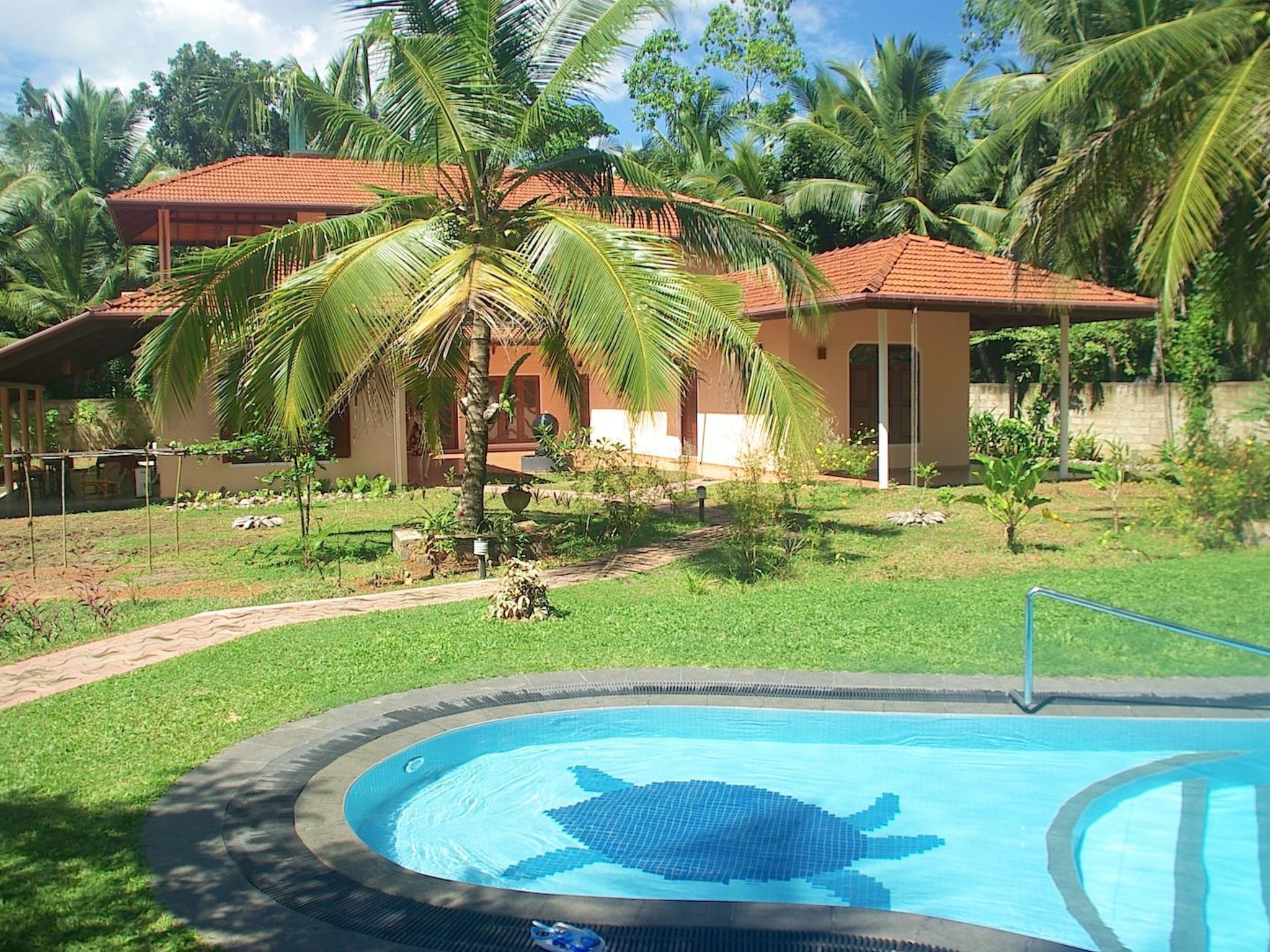 Dolphin - Image 2